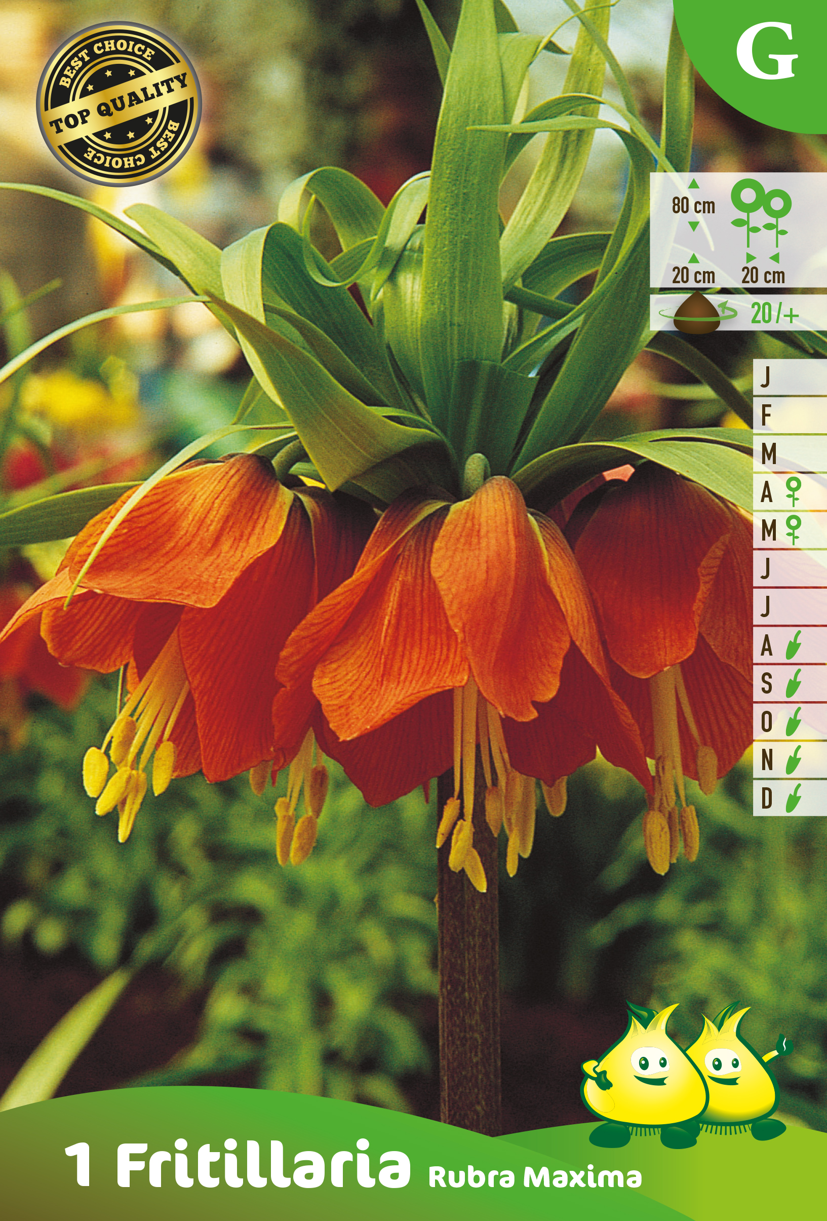 ZAKJES FRITULLARIA RUBRA - ROOD G