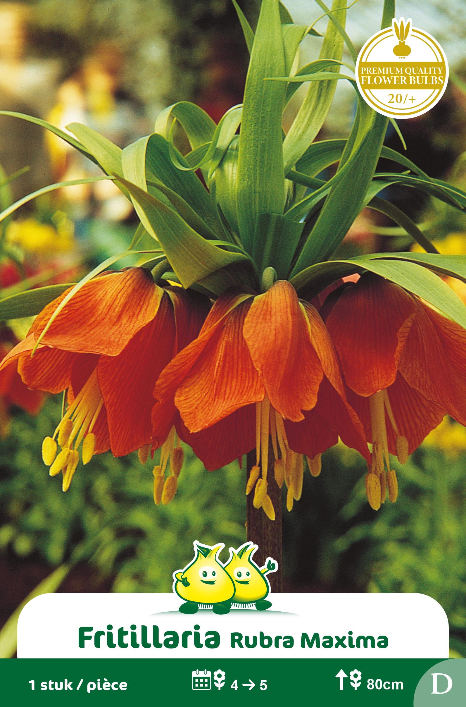 ZAKJES FRITULLARIA RUBRA - ROOD G