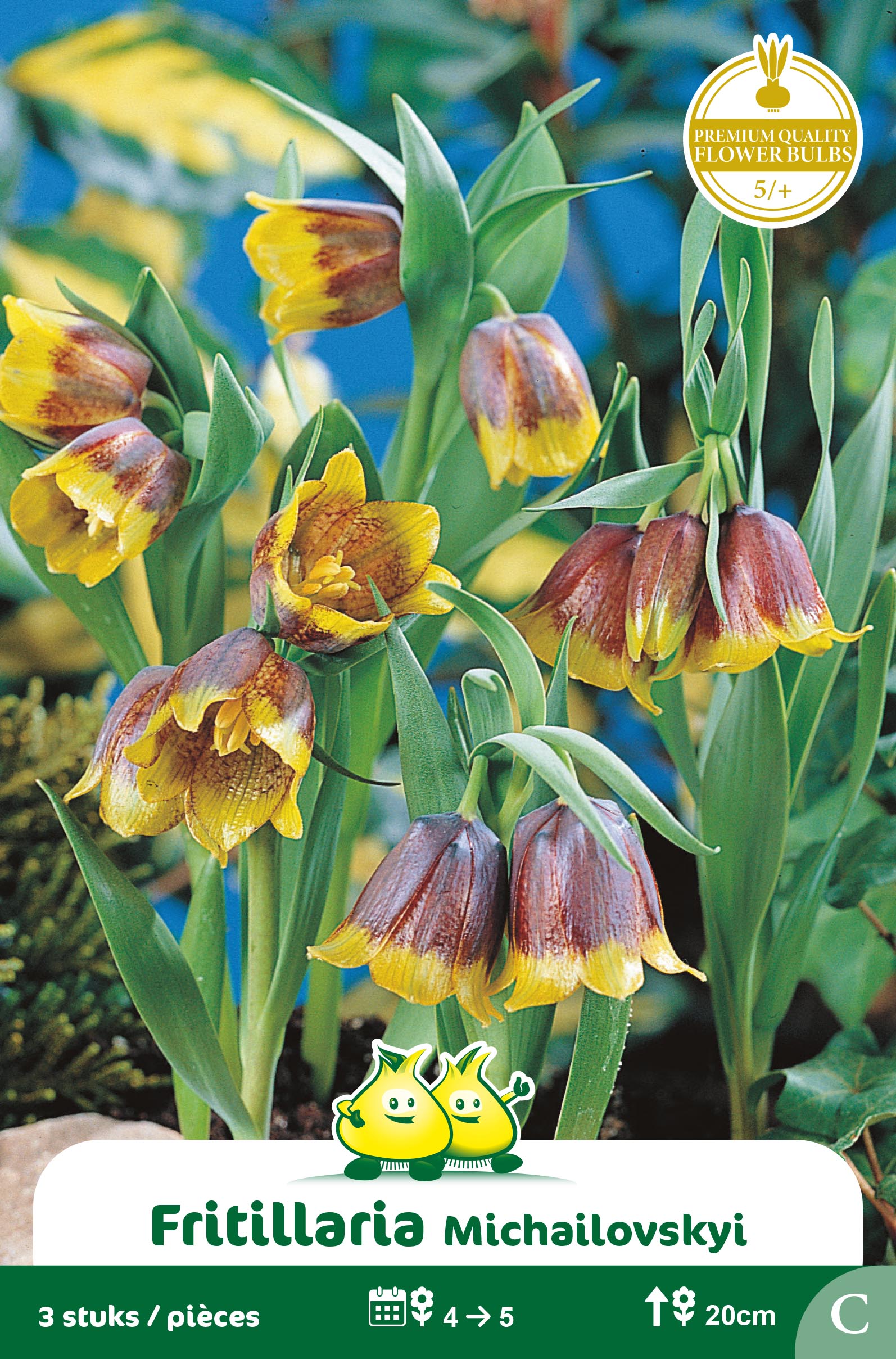 SACHET FRITULARIA MICHAILOVSKY C