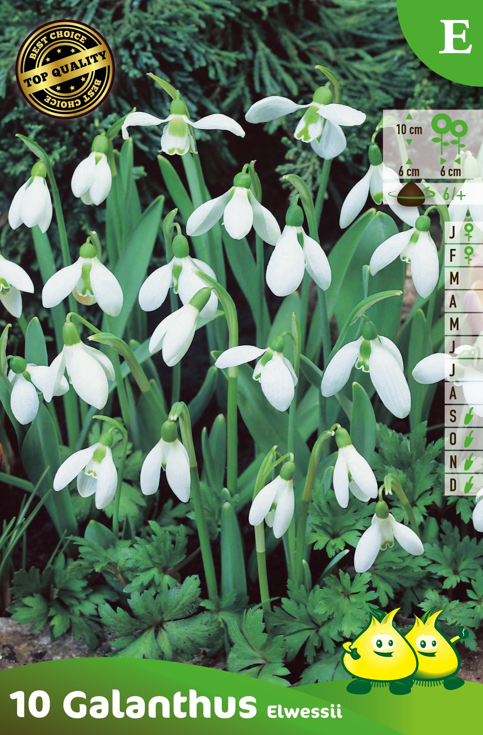 SACHET GALANTHUS SNEEUWKLOKJE E