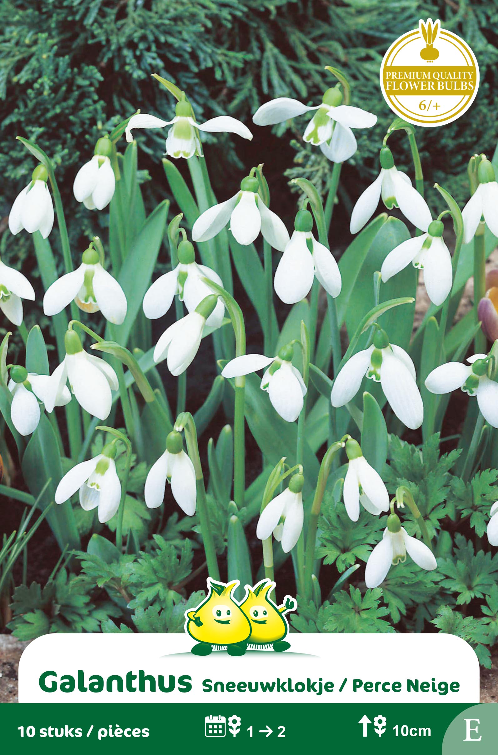 ZAKJES GALANTHUS SNEEUWKLOKJE E