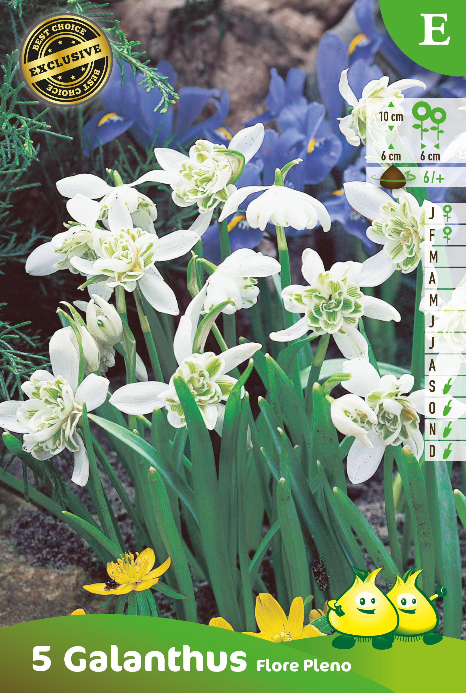 ZAKJES GALANTHUS FLORE PLENO E