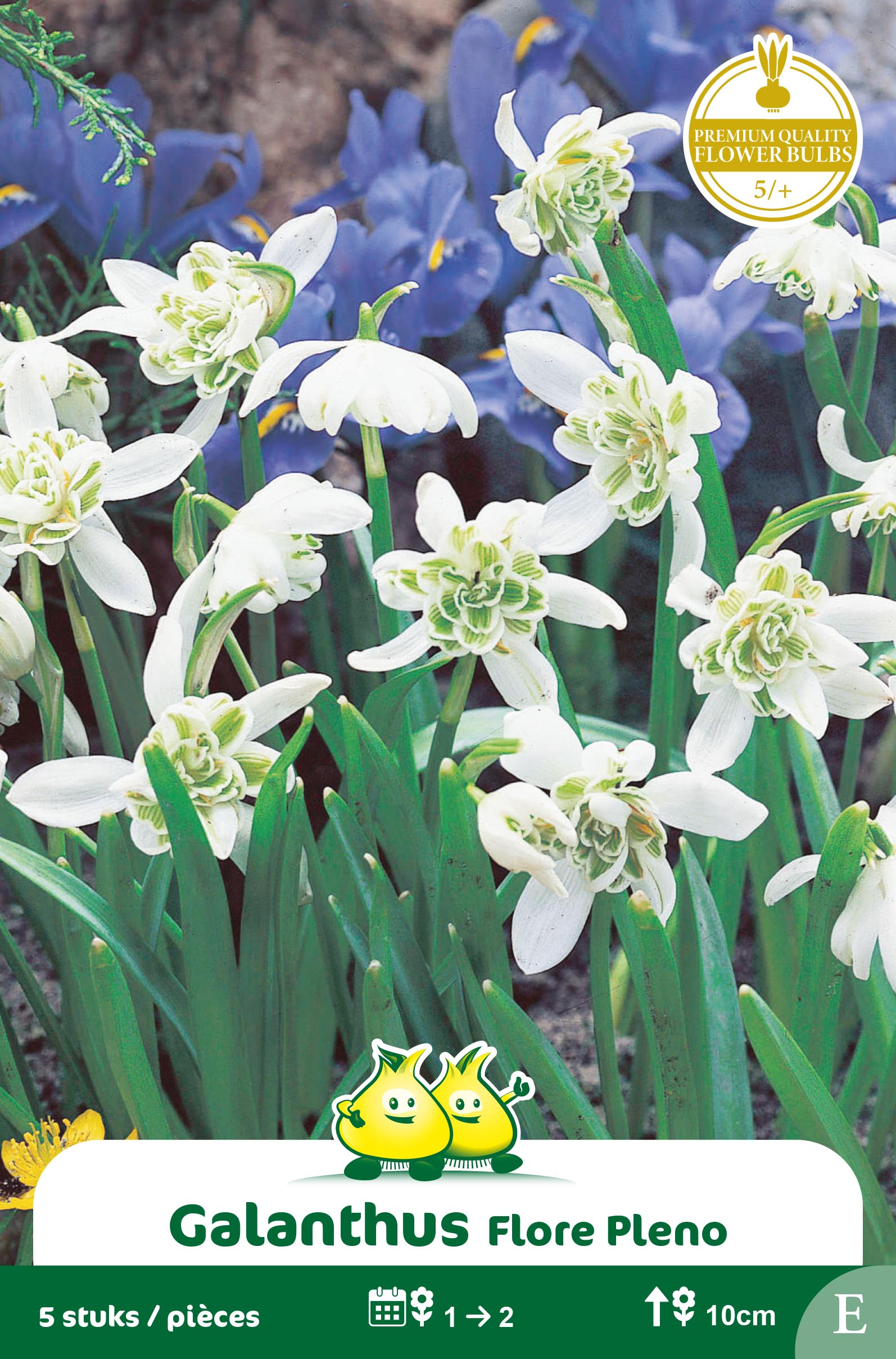SACHET GALANTHUS FLORE PLENO E