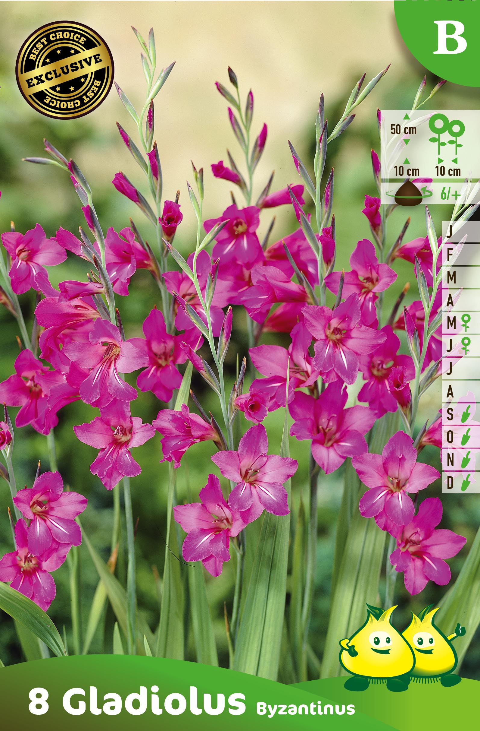 ZAKJES GLADIOLUS BYZANTINUS