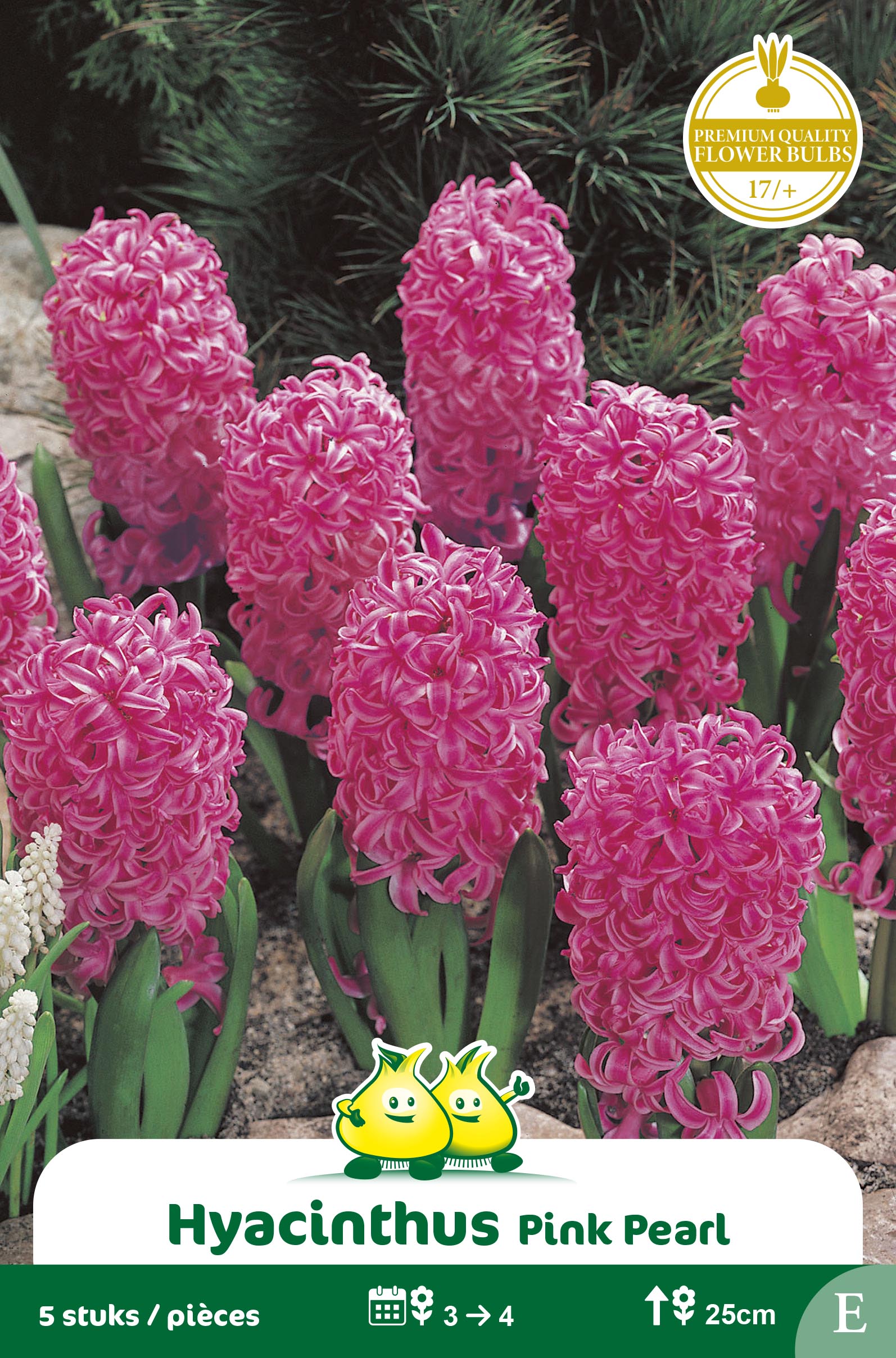 SACHET JACINTHES PINK PEARL E