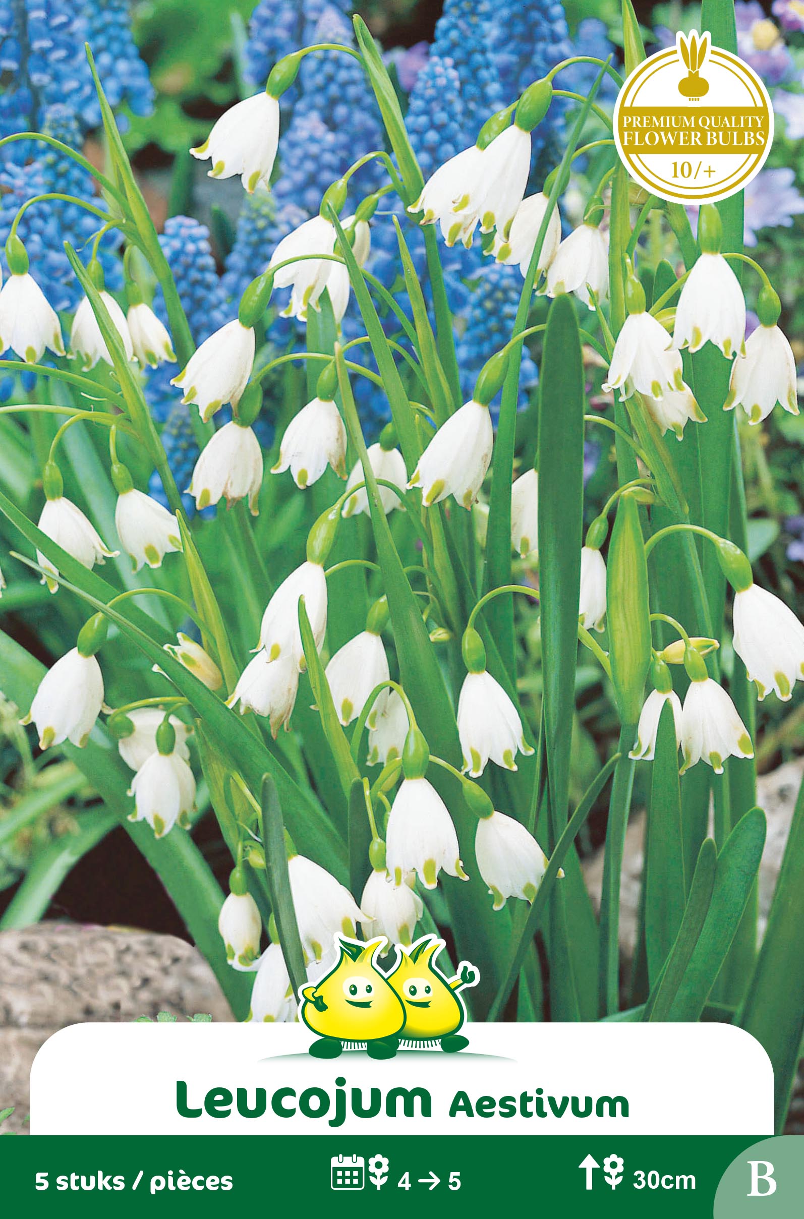 ZAKJES LEUCOJUM AESTIVUM B