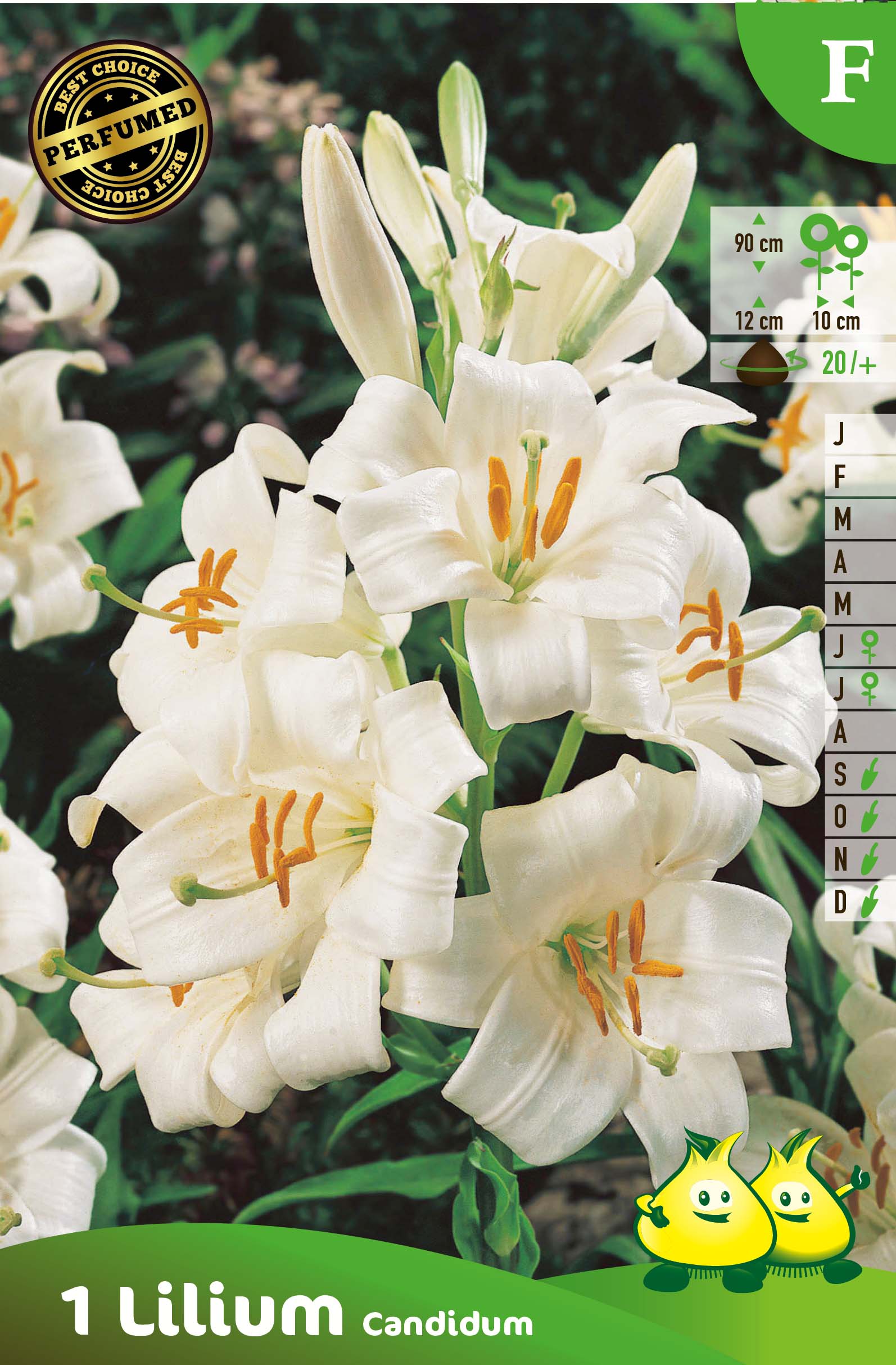 ZAKJES LILIUM CANDIDUM