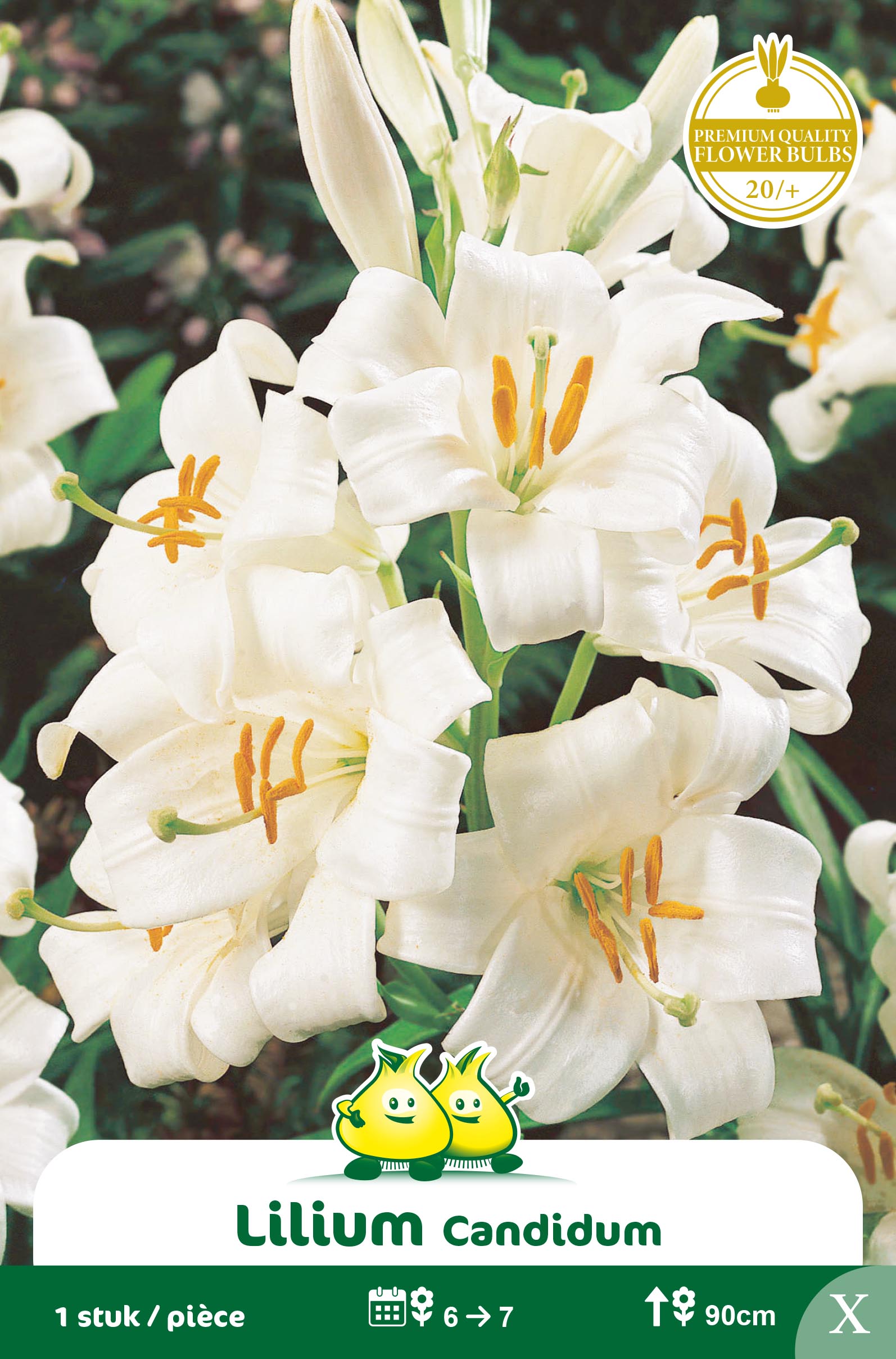 SACHET LILIUM CANDIDUM