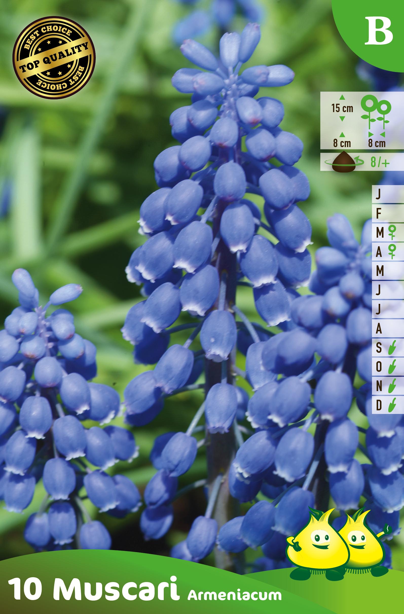 ZAKJES MUSCARI ARMENIACUM B