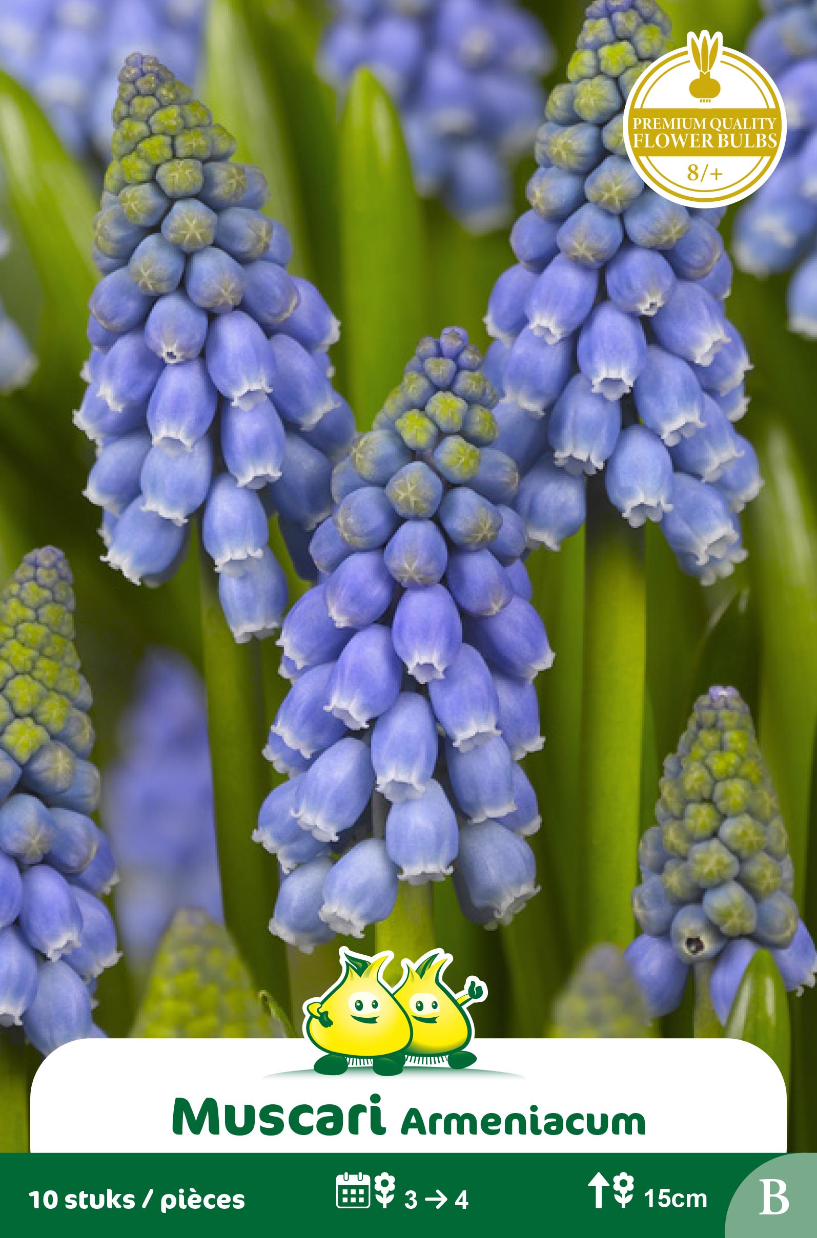 ZAKJES MUSCARI ARMENIACUM B