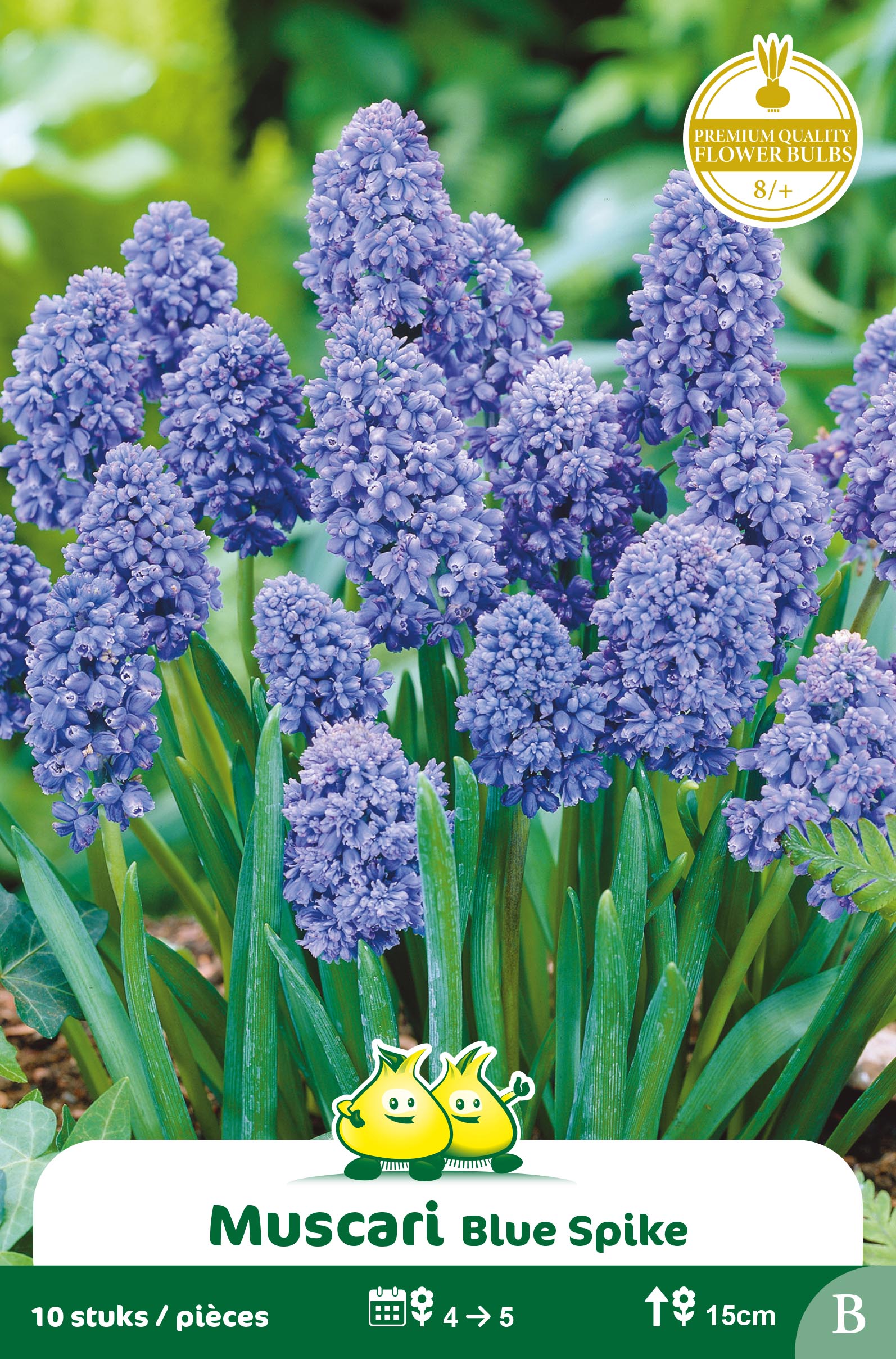 ZAKJES MUSCARI BLEU SPIKE B