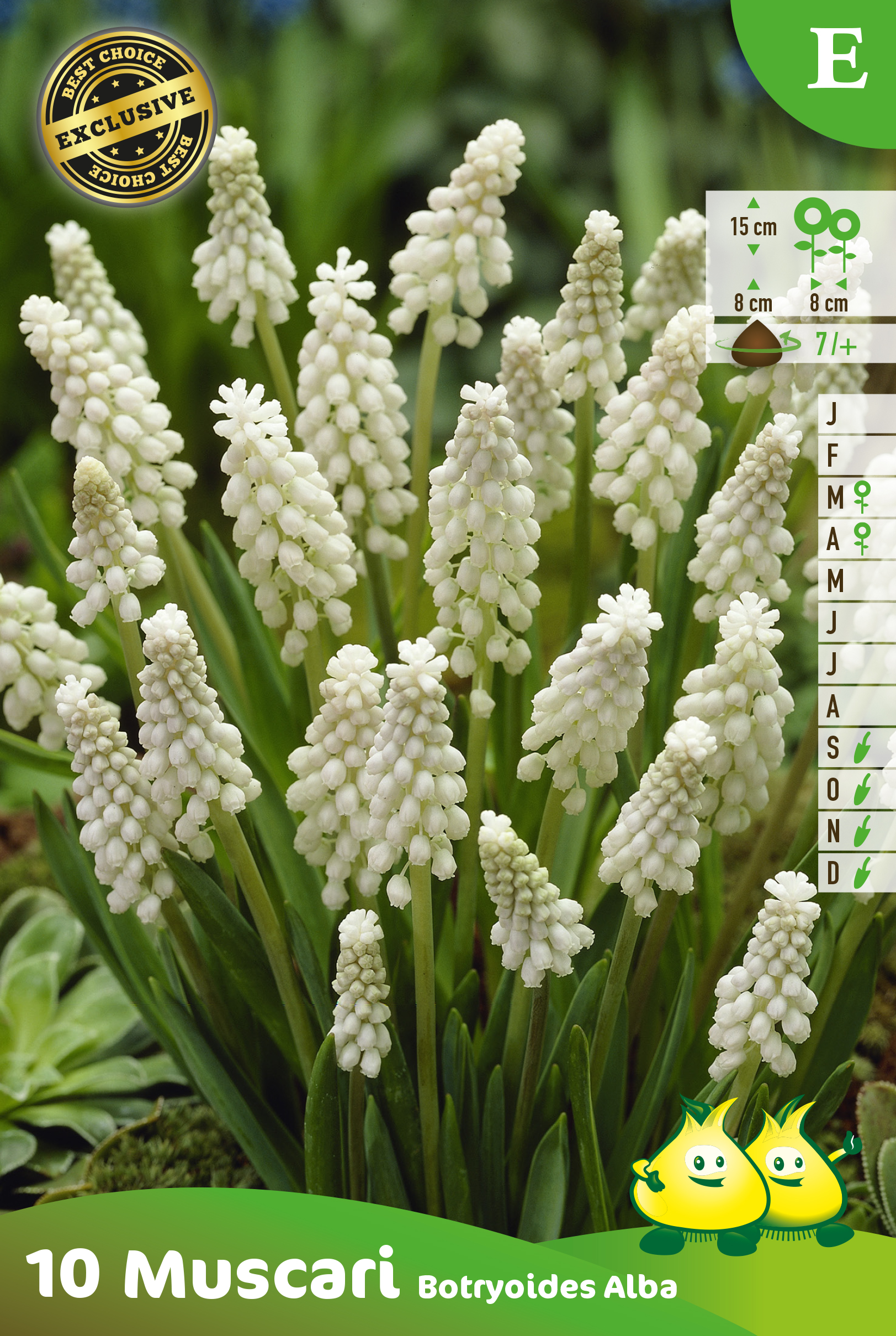 ZAKJES MUSCARI BOTRYOIDES ALBUM E