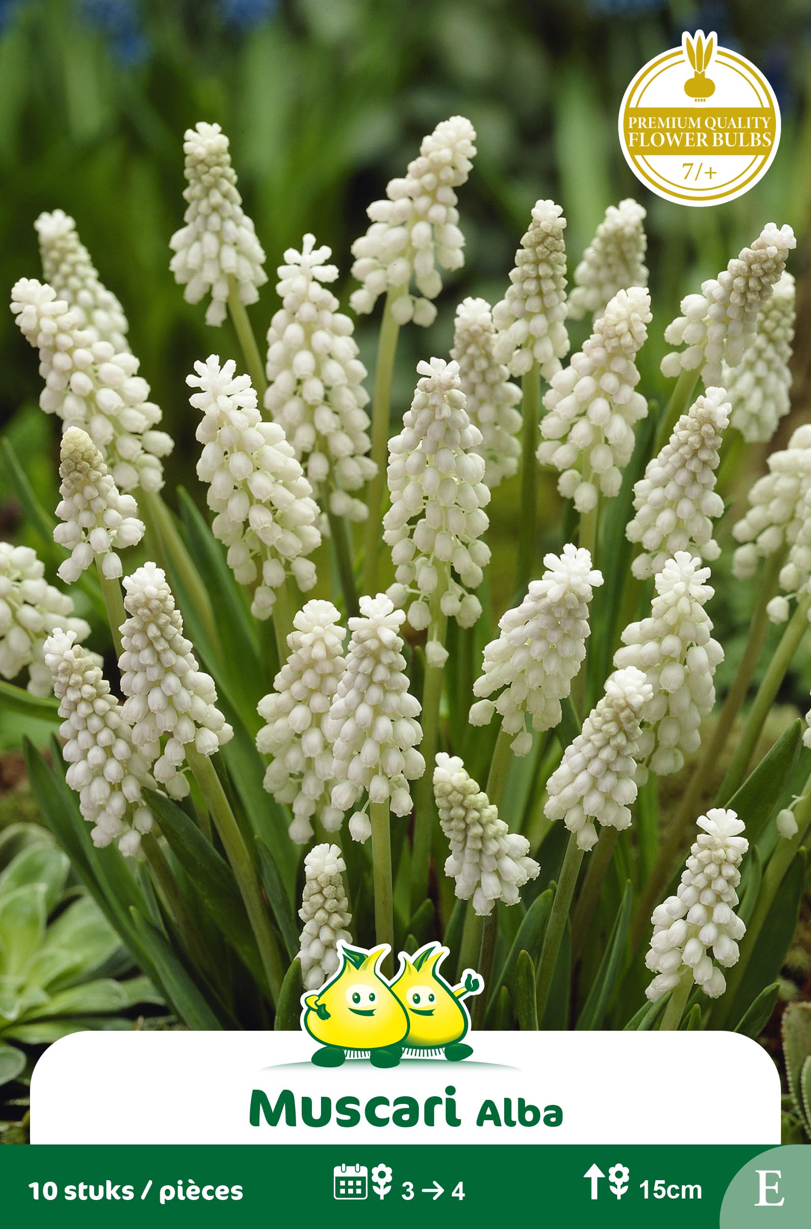 SACHET MUSCARI BOTRYOIDES ALBUM E