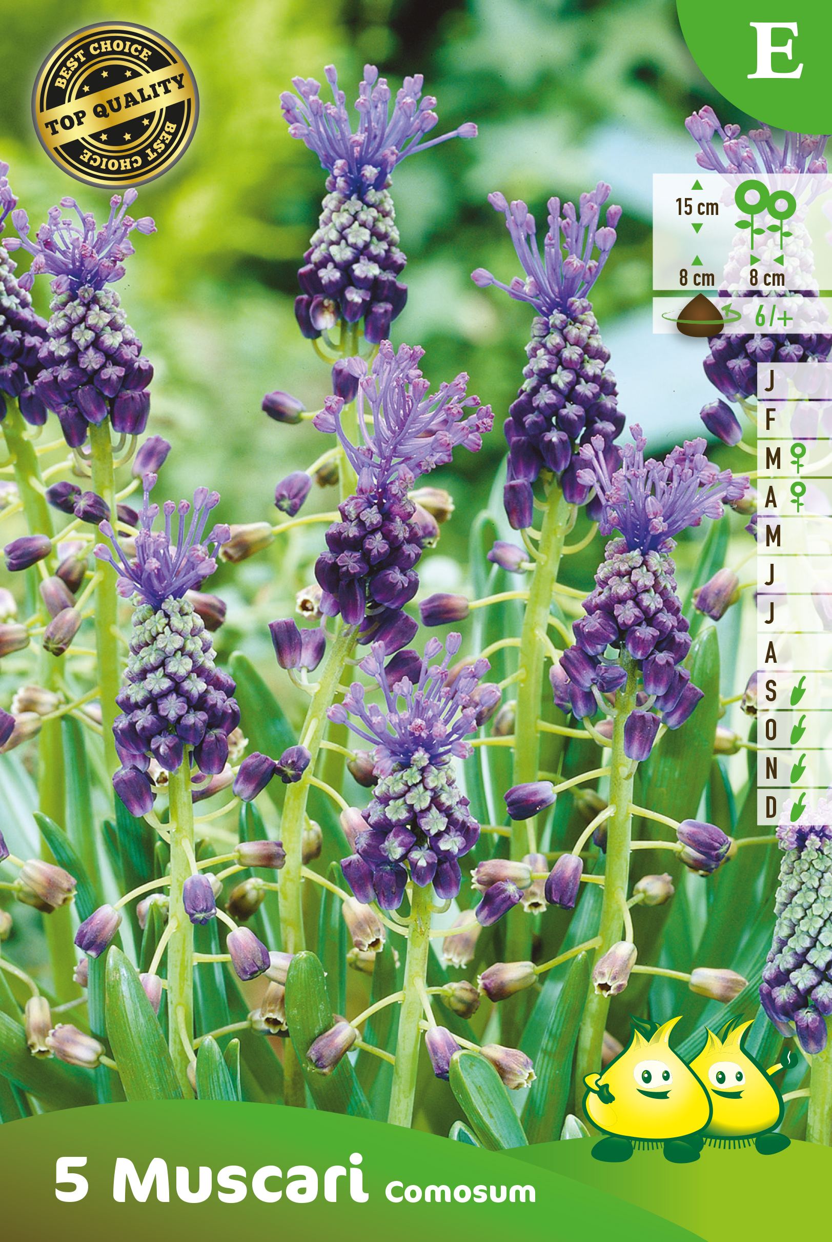 SACHET MUSCARI COMOSUM E