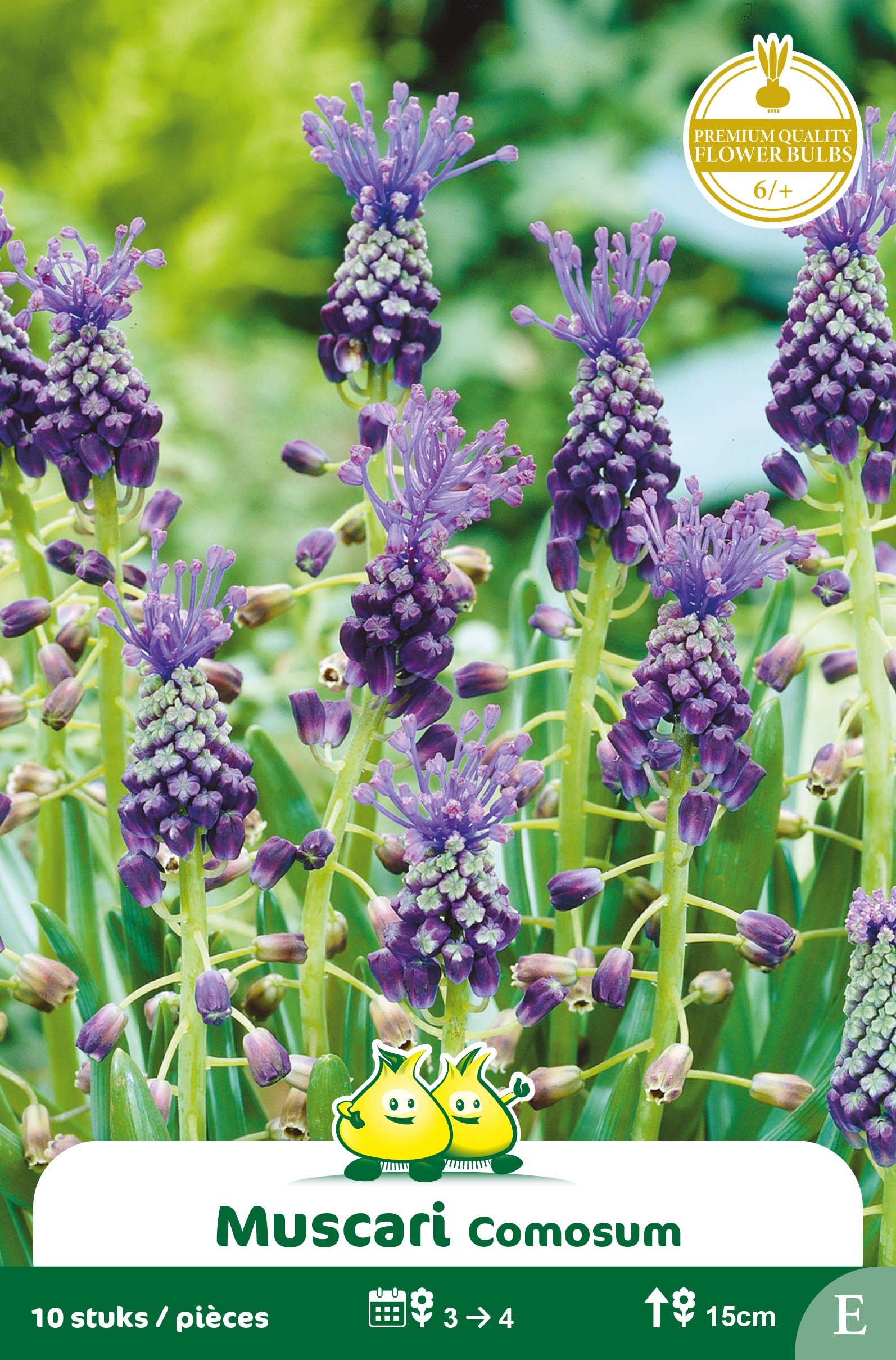 SACHET MUSCARI COMOSUM E