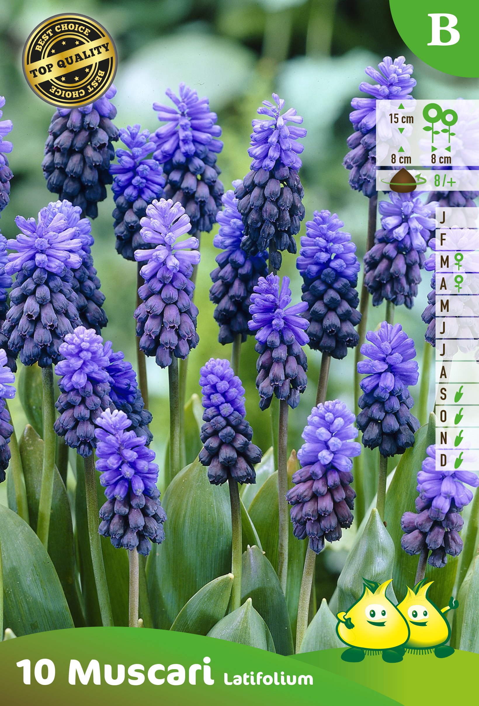 ZAKJES MUSCARI LATIFOLIUM B