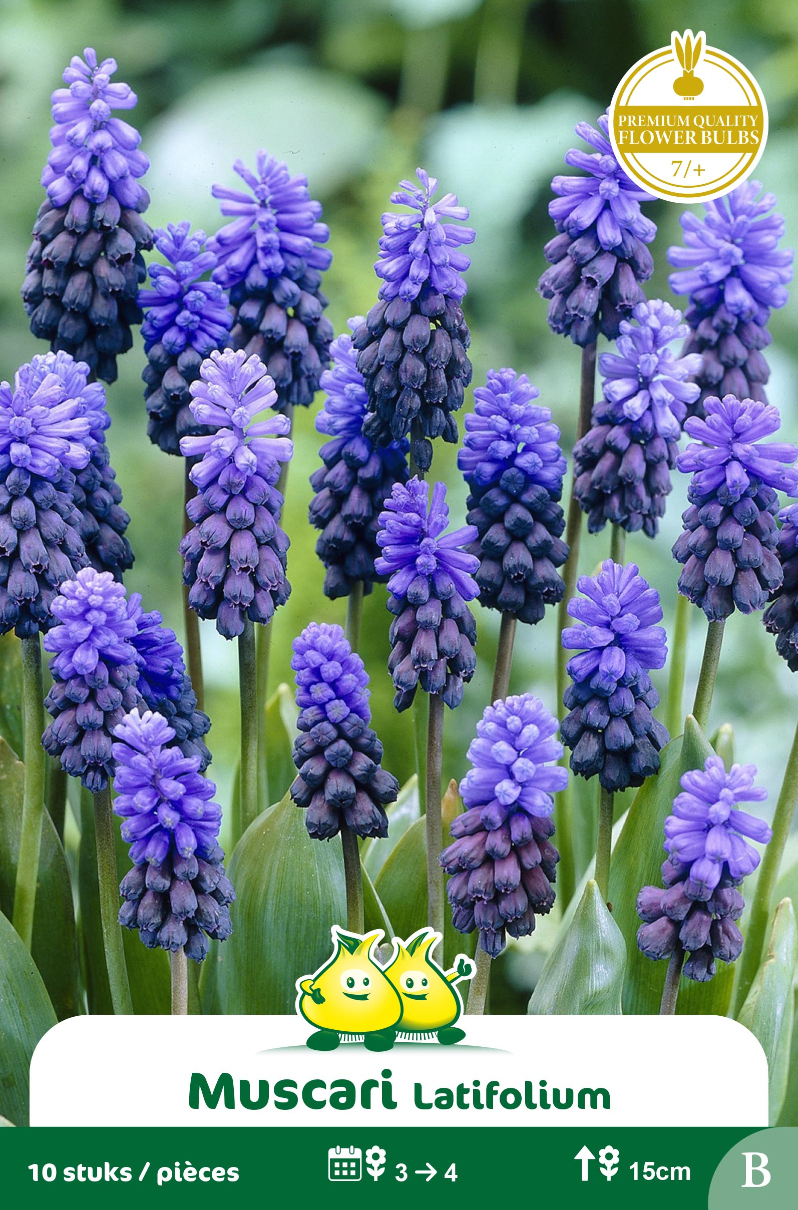 ZAKJES MUSCARI LATIFOLIUM B
