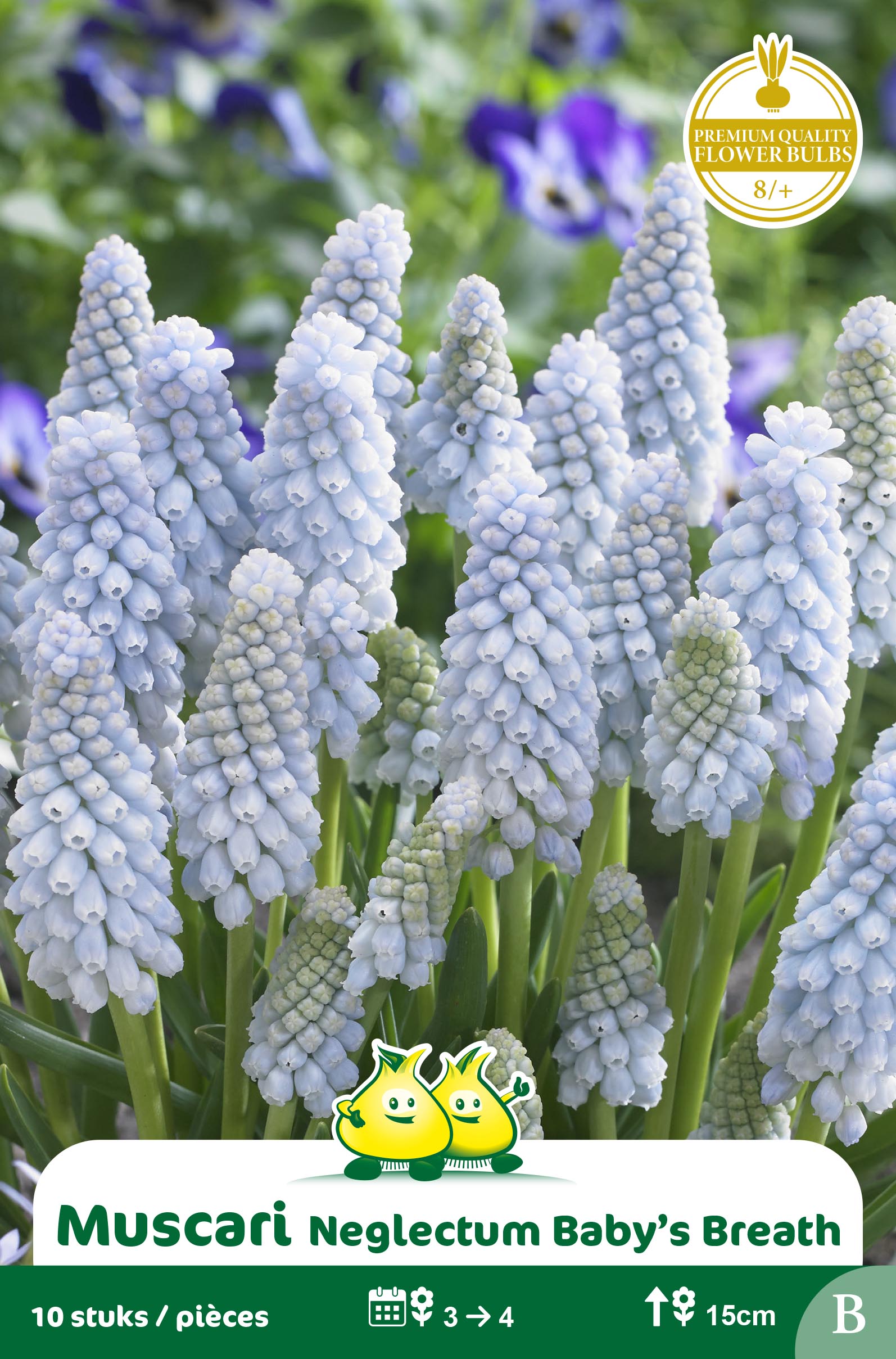 ZAKJES MUSCARI BABY BREATH B