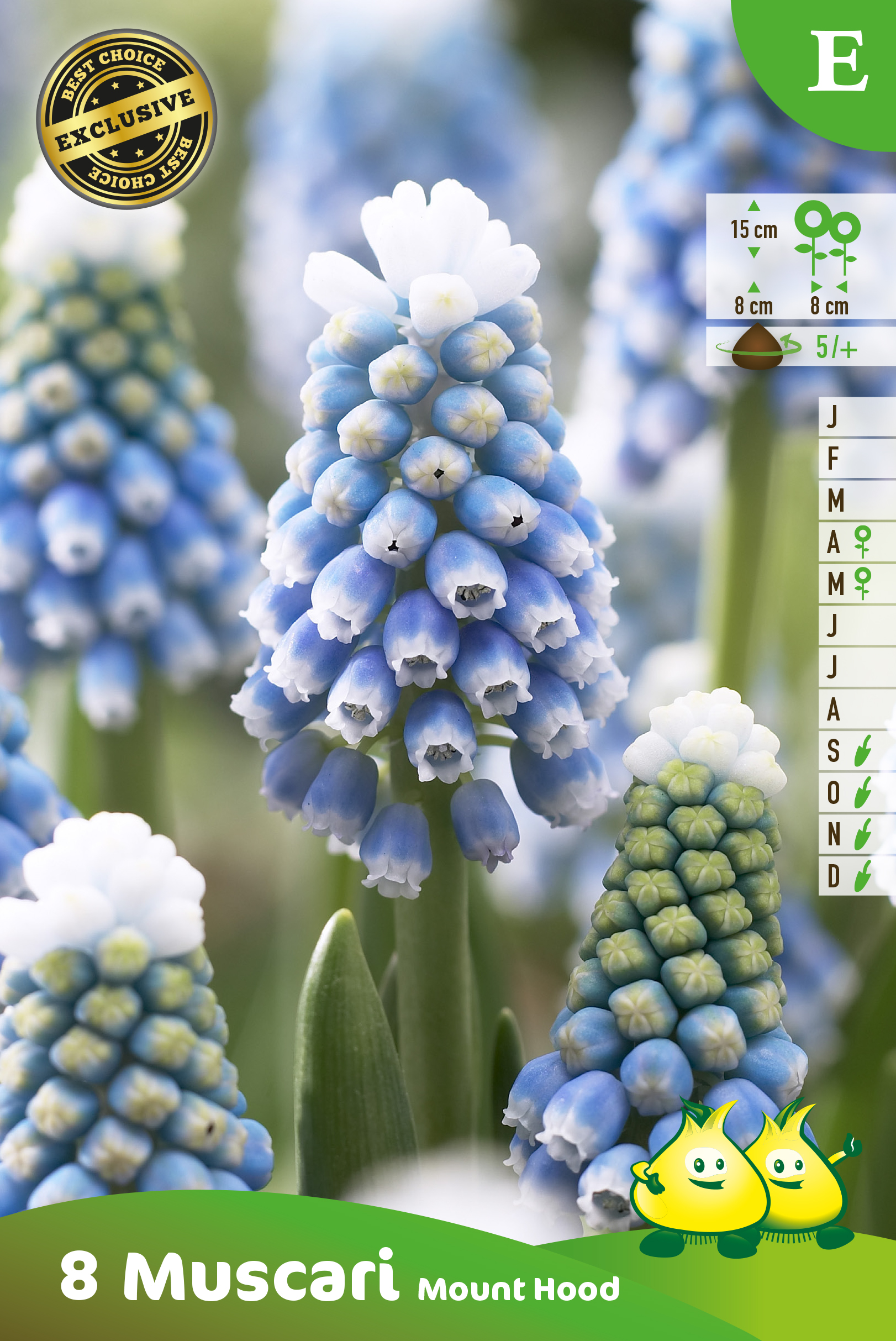 ZAKJES MUSCARI MOUNT HOOD E