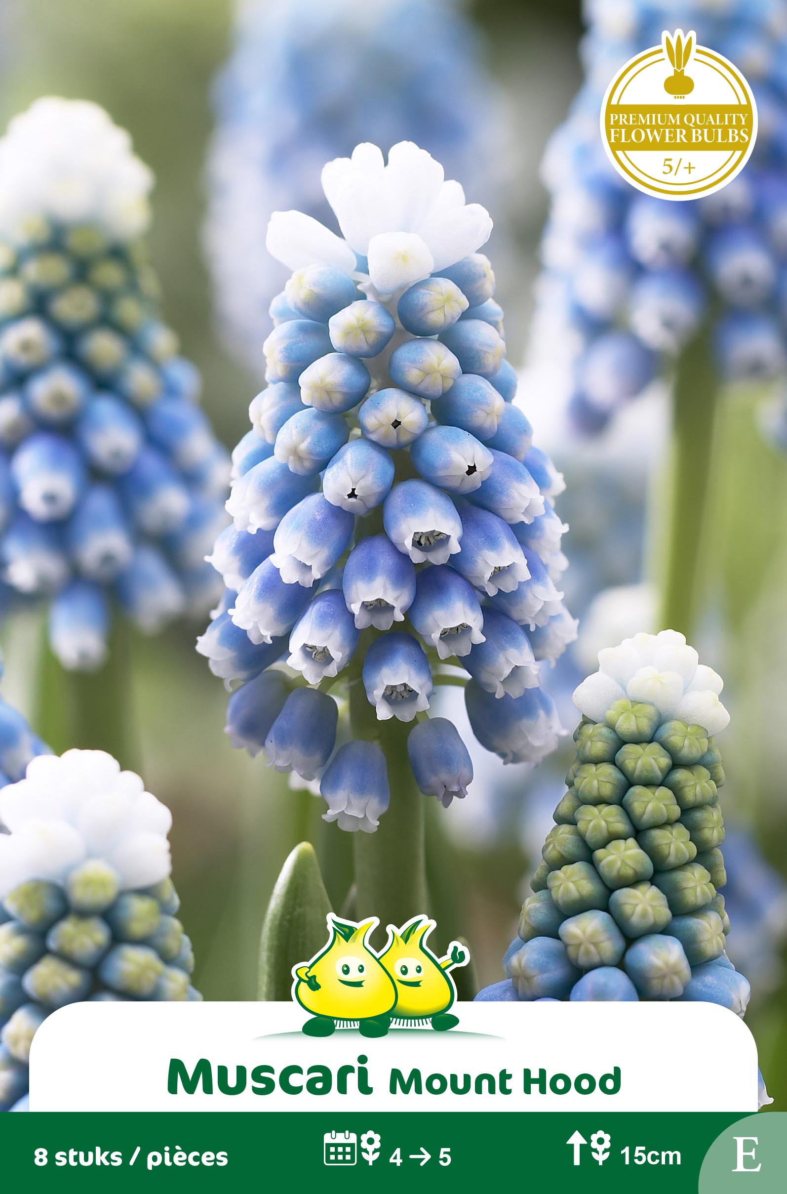 SACHET MUSCARI MOUNT HOOD E