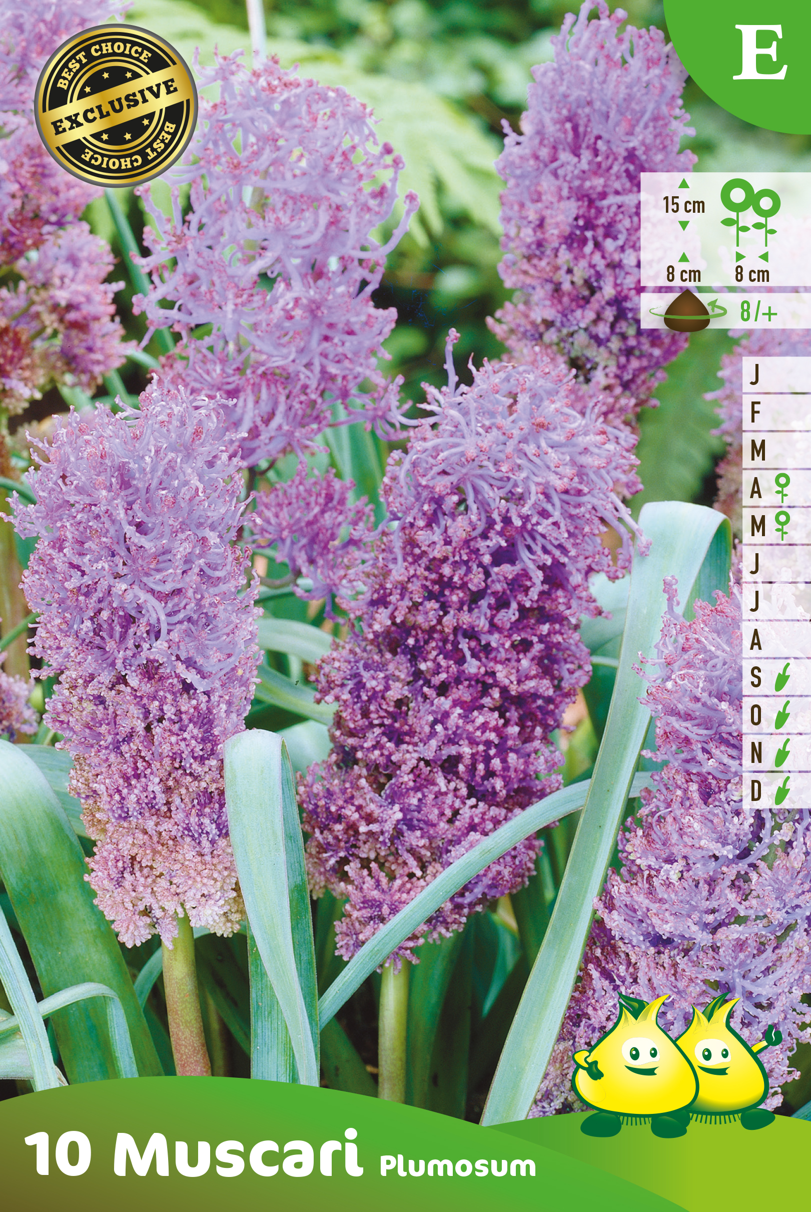 SACHET MUSCARI COMOSUM PLUMOSUM E