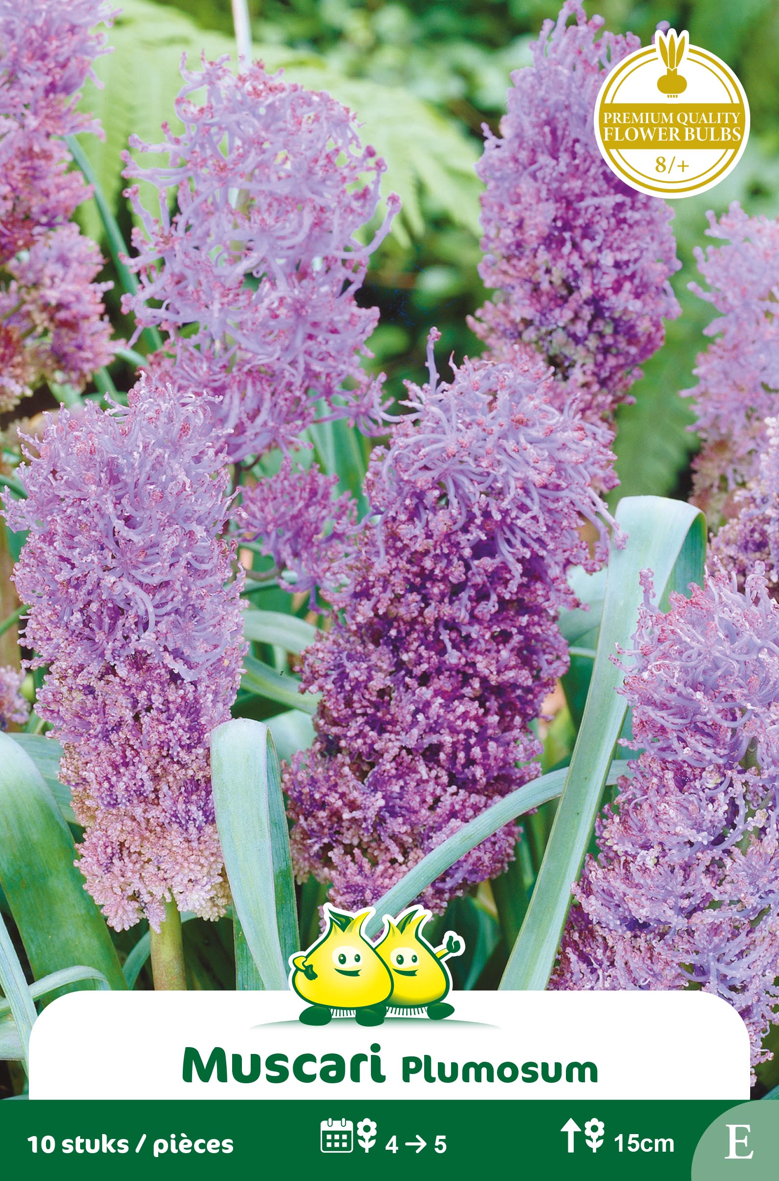 ZAKJES MUSCARI COMOSUM PLUMOSUM E