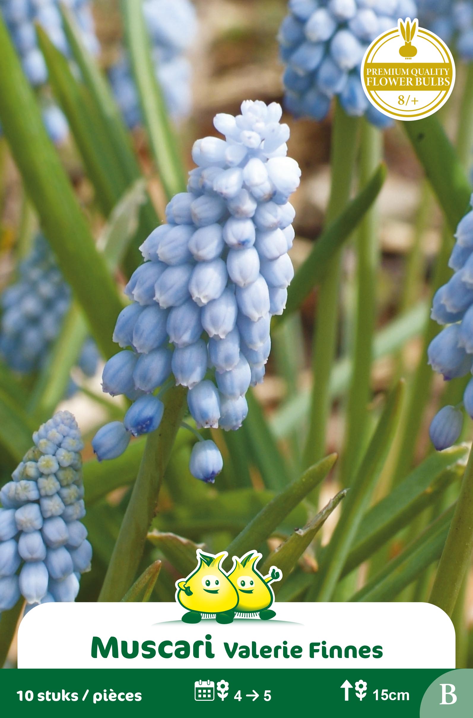 SACHET MUSCARI VALERIE FINNIS