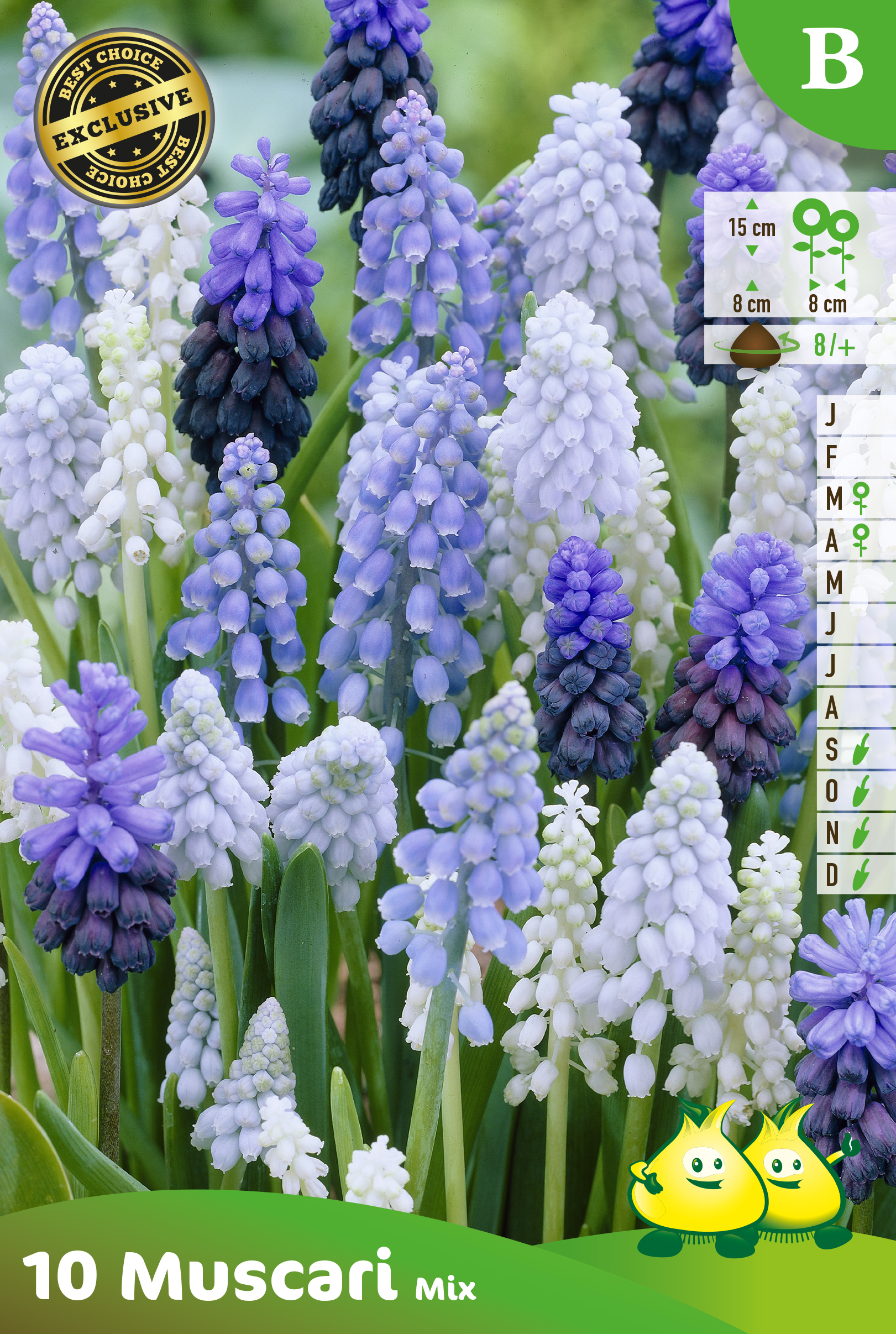 ZAKJES MUSCARI MIX B