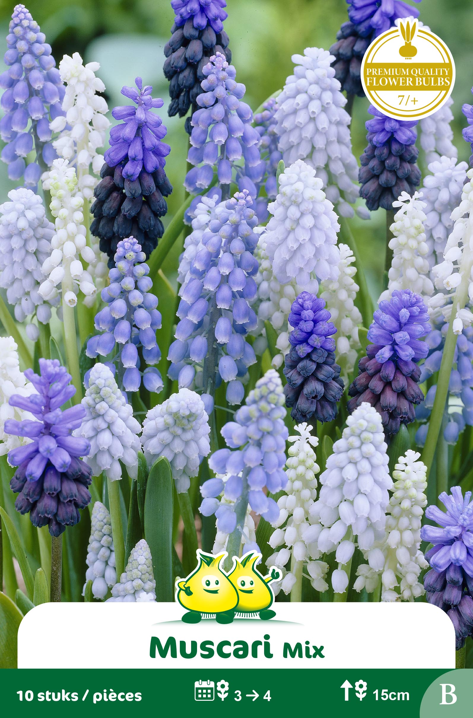 ZAKJES MUSCARI MIX B