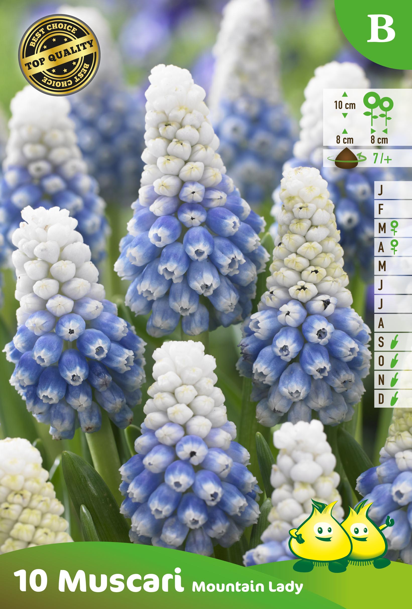 SACHET MUSCARI MOUNTAINLADY