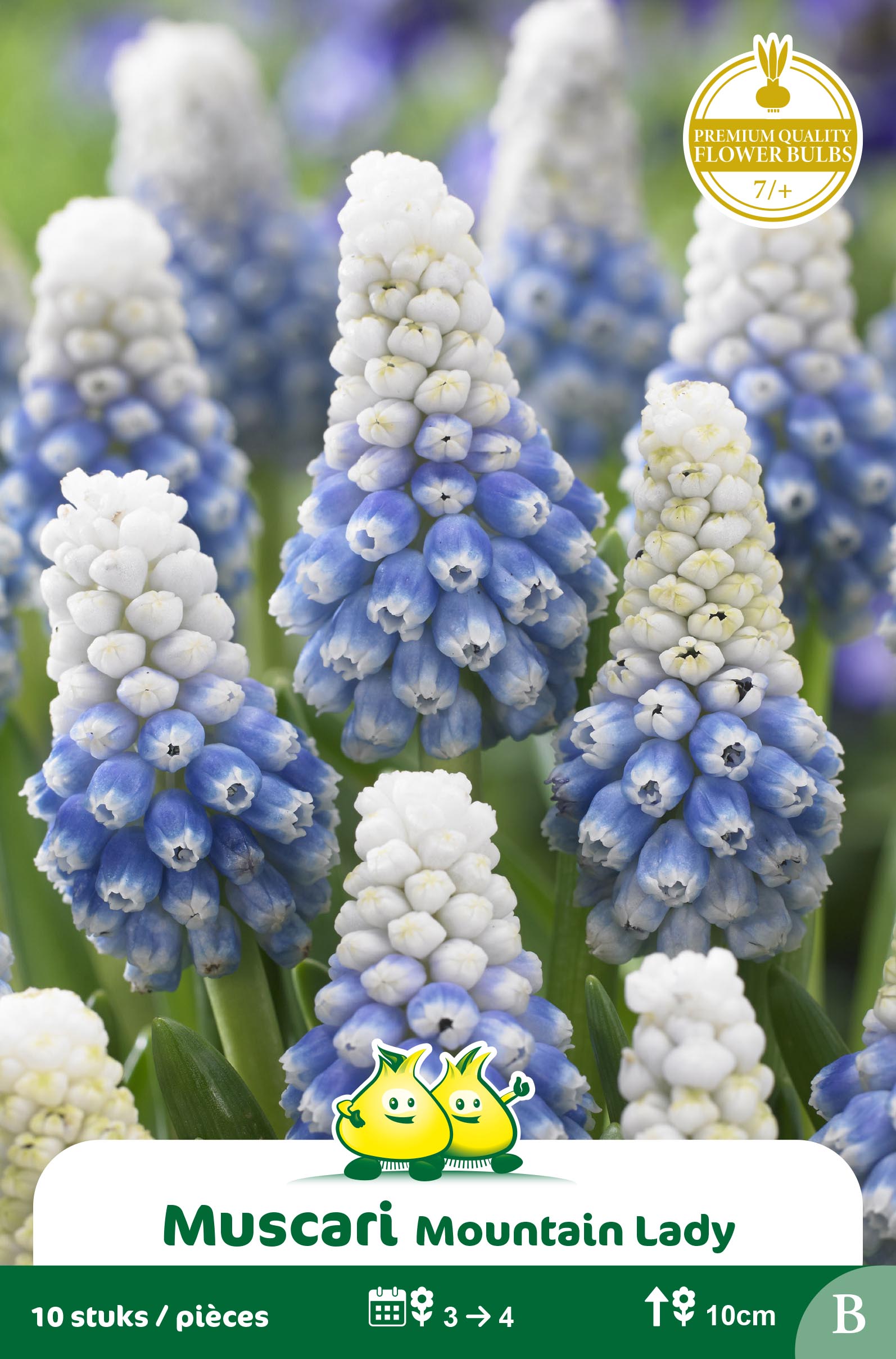 SACHET MUSCARI MOUNTAINLADY