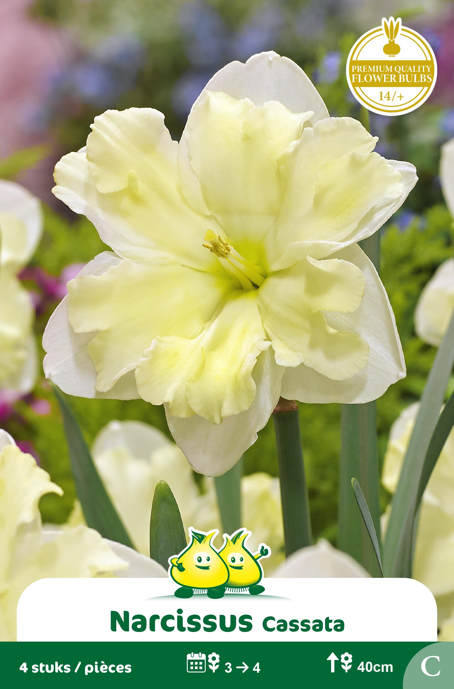 ZAKJES NARCIS CASSATA C