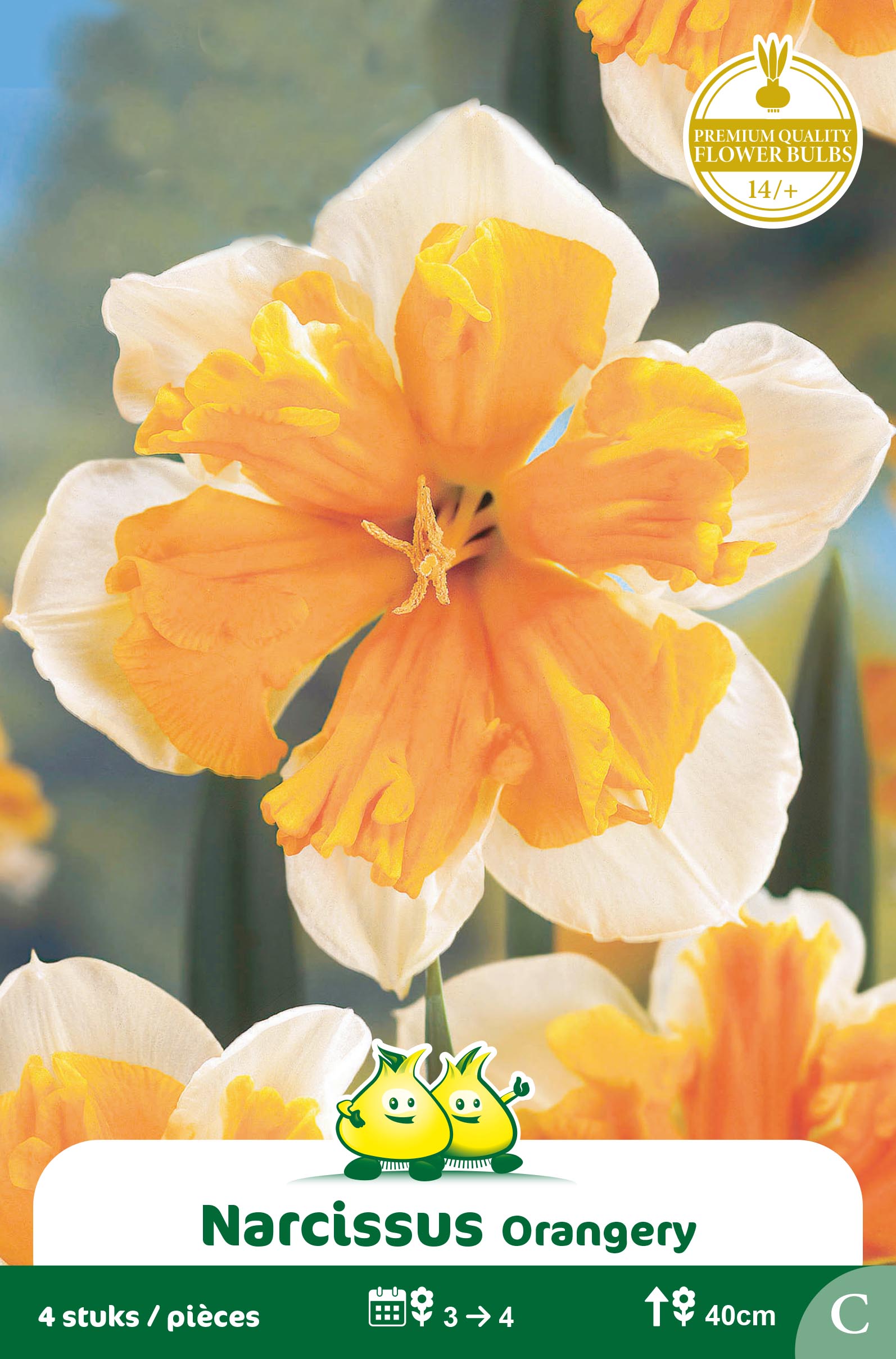 SACHET NARCIS ORANGERY C