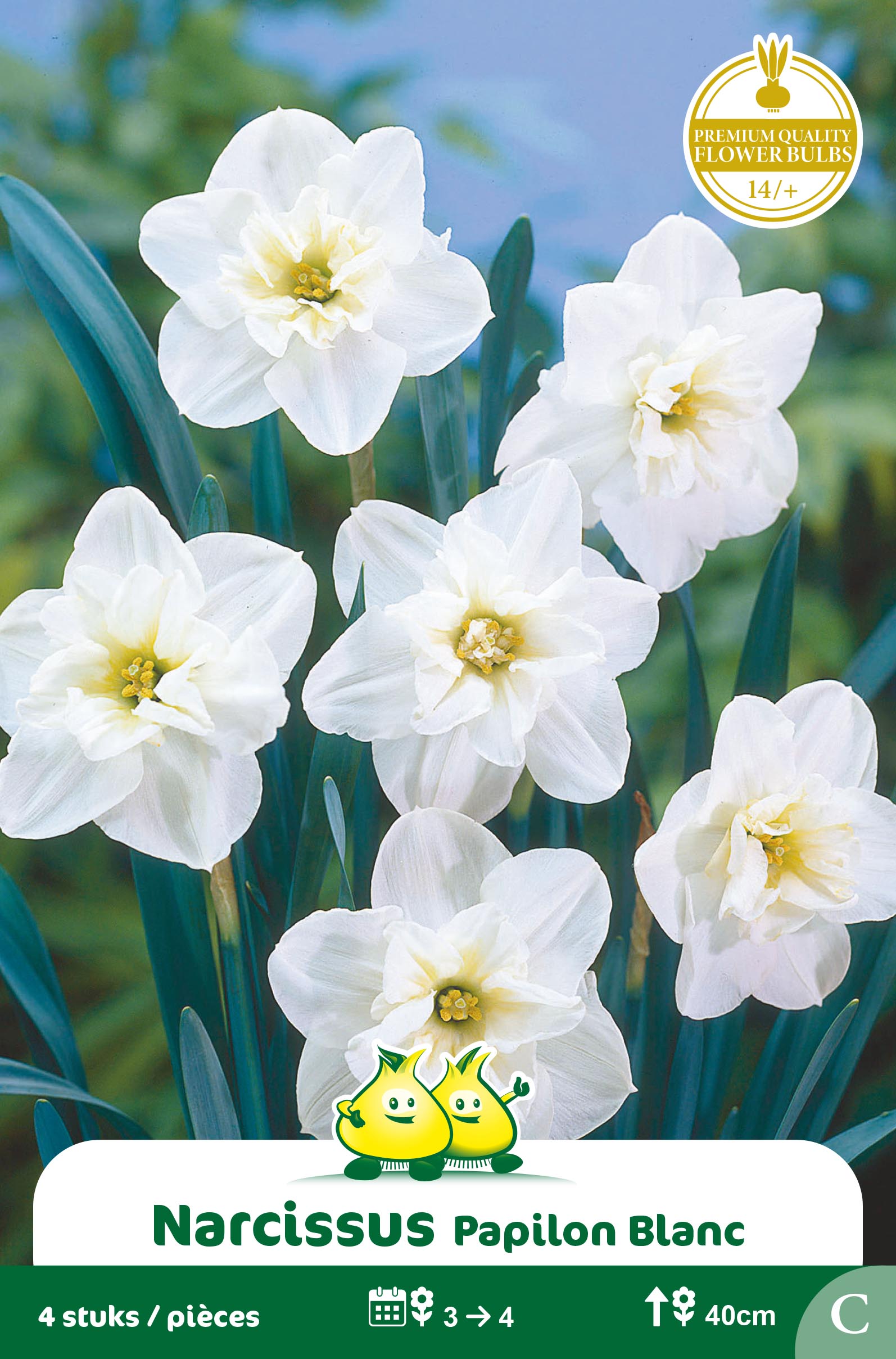 ZAKJES NARCIS PAPILLION BLANC C