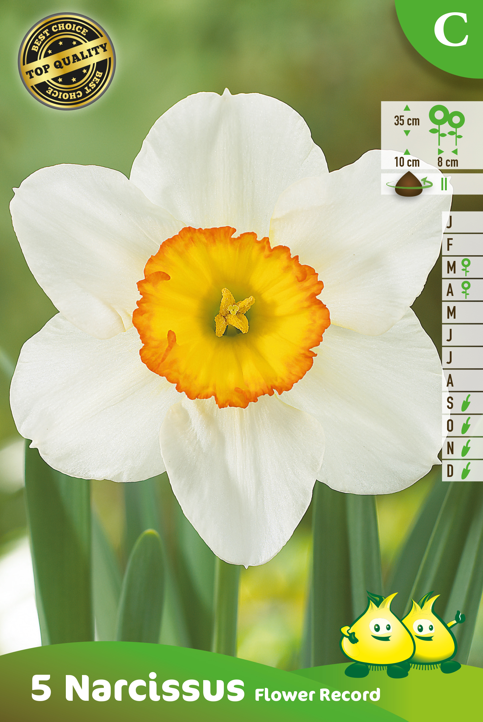 ZAKJES NARCIS FLOWER RECORD