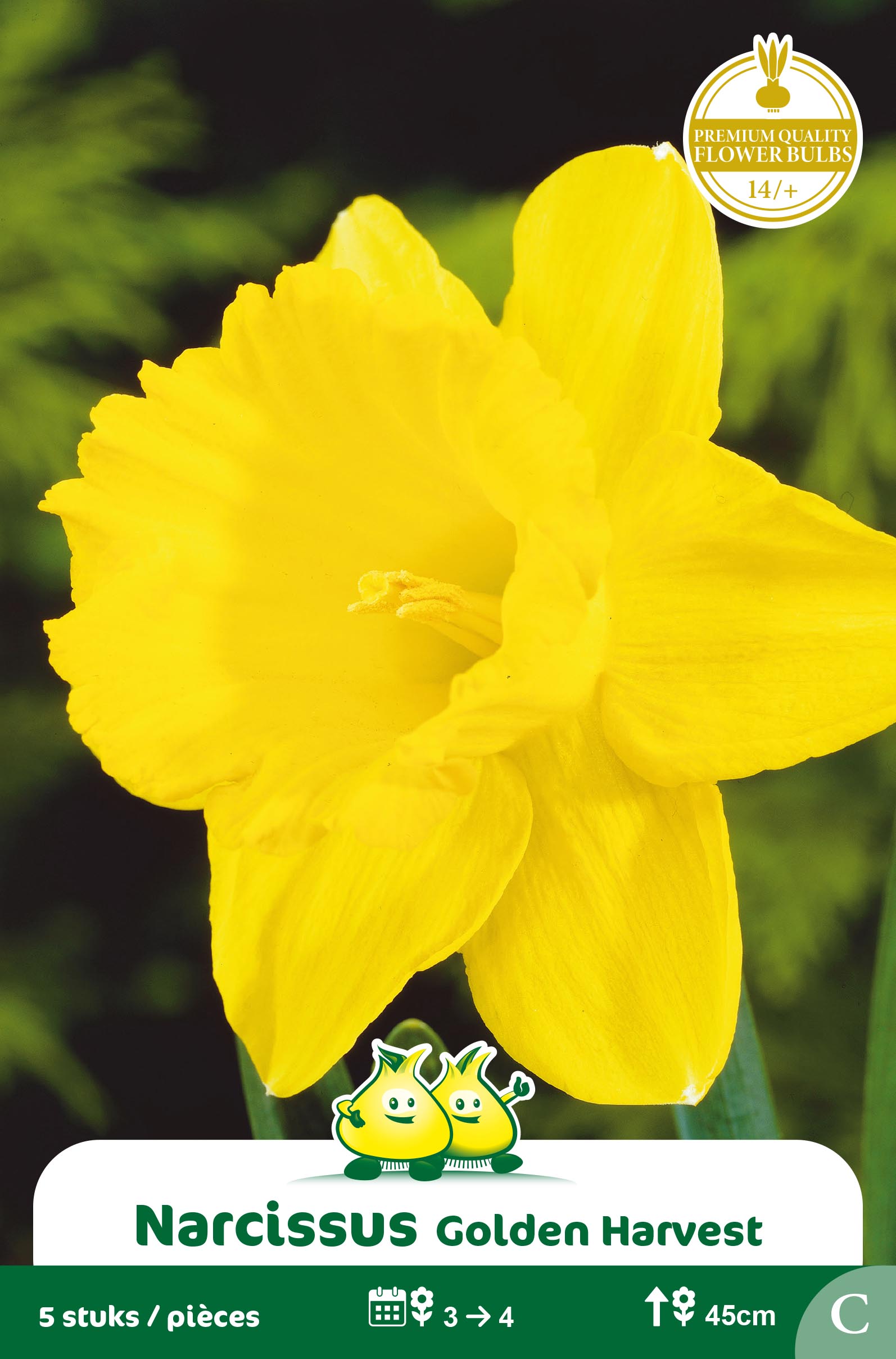 SACHET NARCIS GOLDEN HARVEST