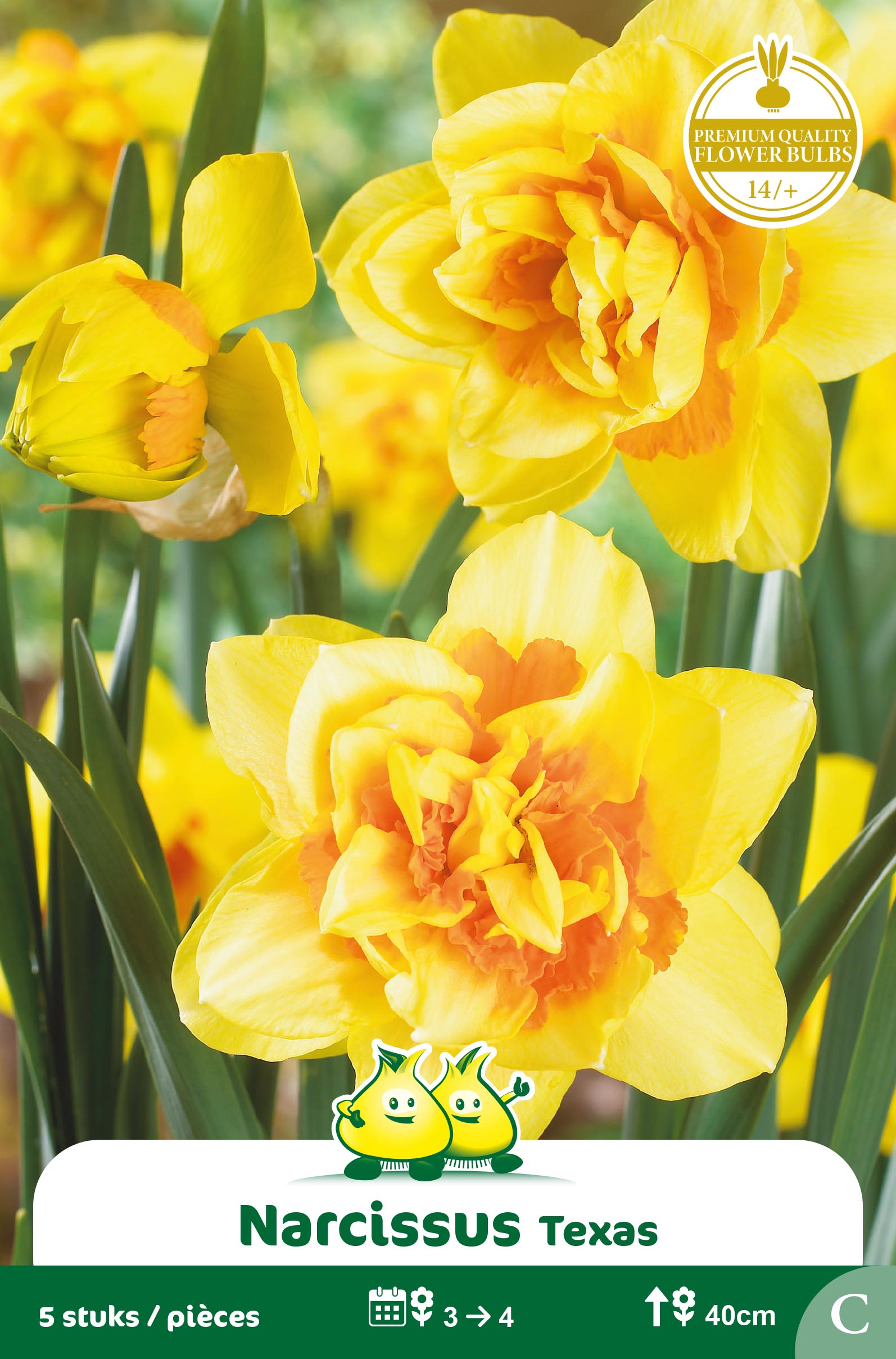 ZAKJES NARCIS TEXAS