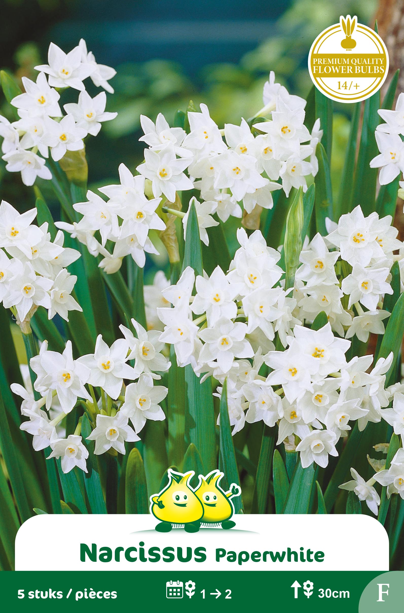 ZAKJES NARCIS TAZETTA PAPERWHITE