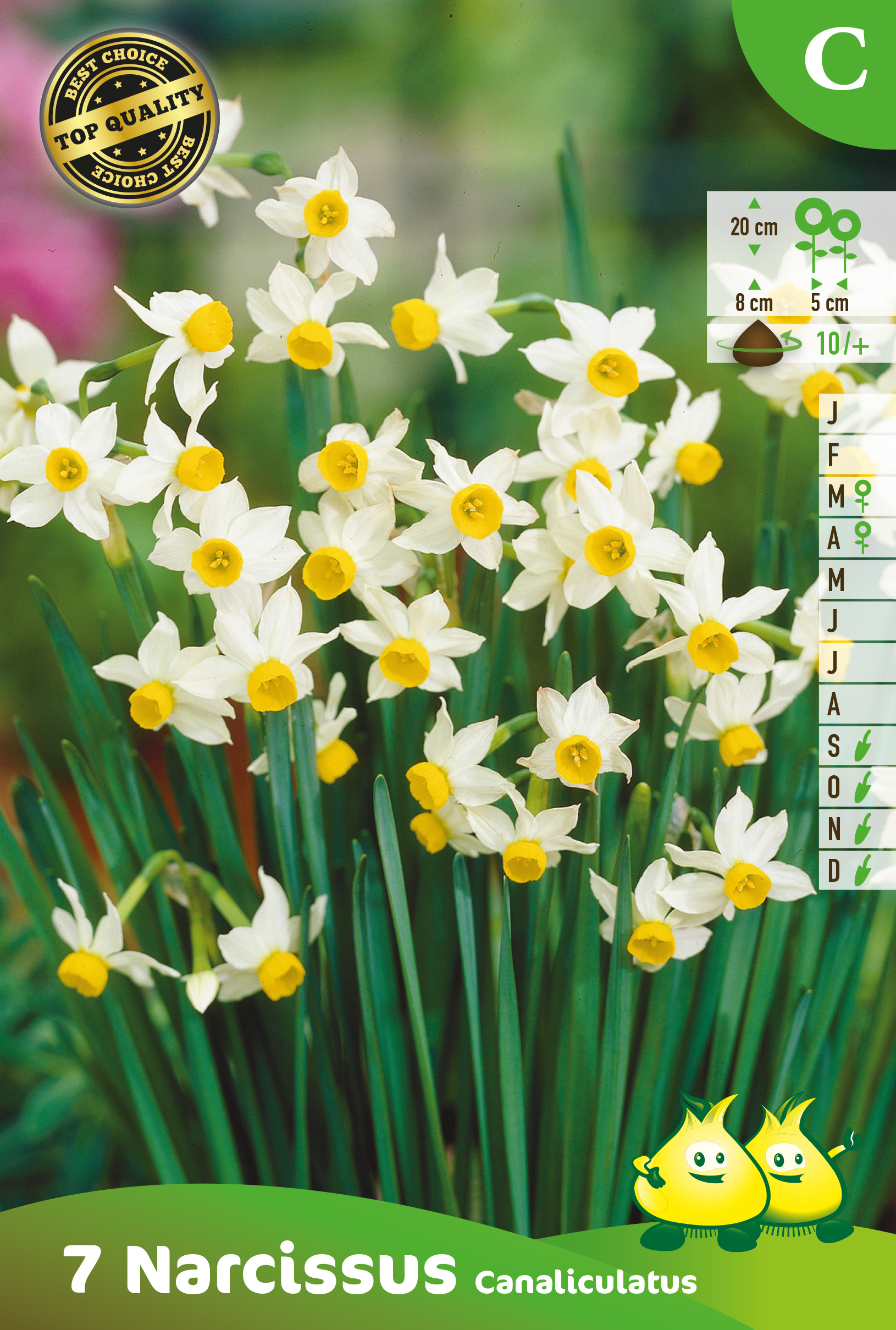 ZAKJES BOTANISCHE NARCISSEN CANALICULATUS C