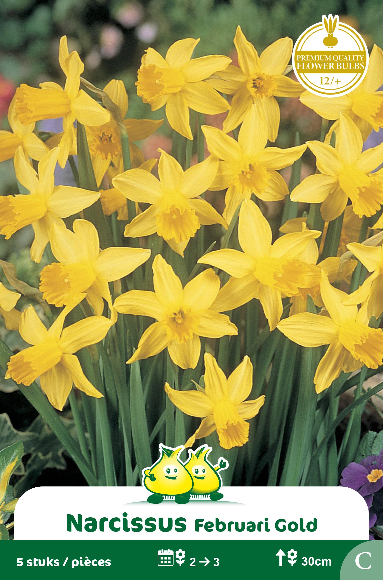 SACHET BOTANIQUE NARCIS  FEBRUARI GOLD C