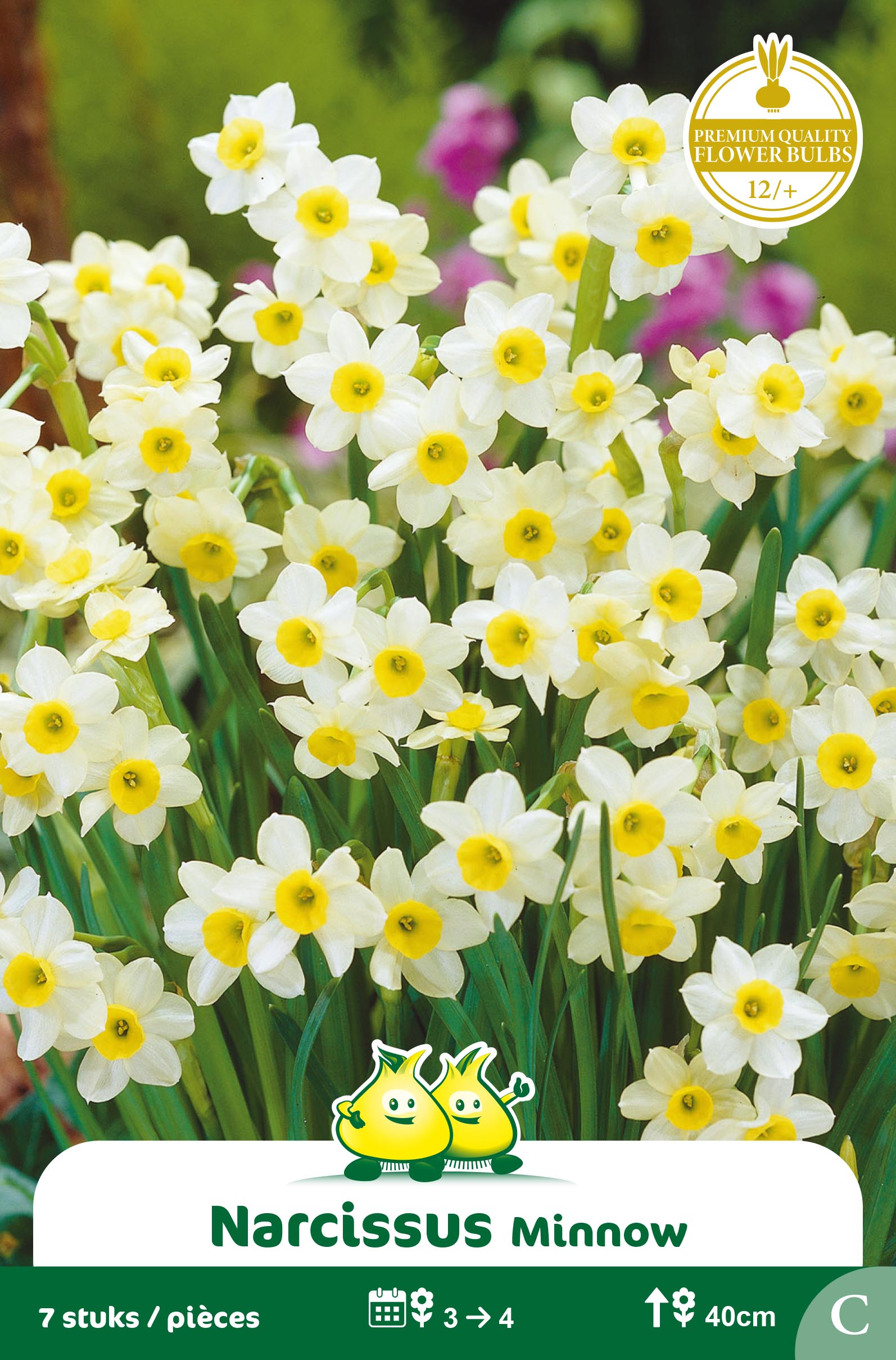 ZAKJES BOTANISCHE NARCISSEN MINNOW C