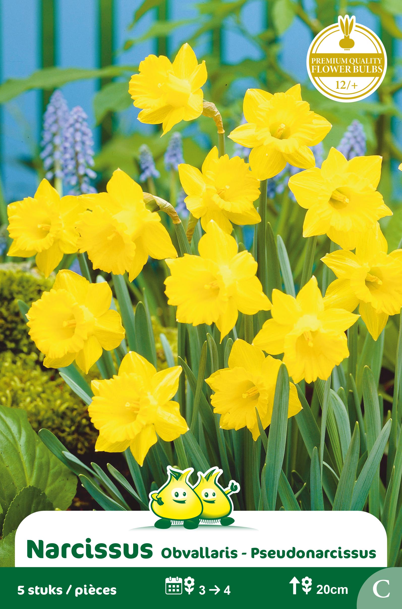 SACHET BOTANIQUE NARCIS  OBVALLARIS C