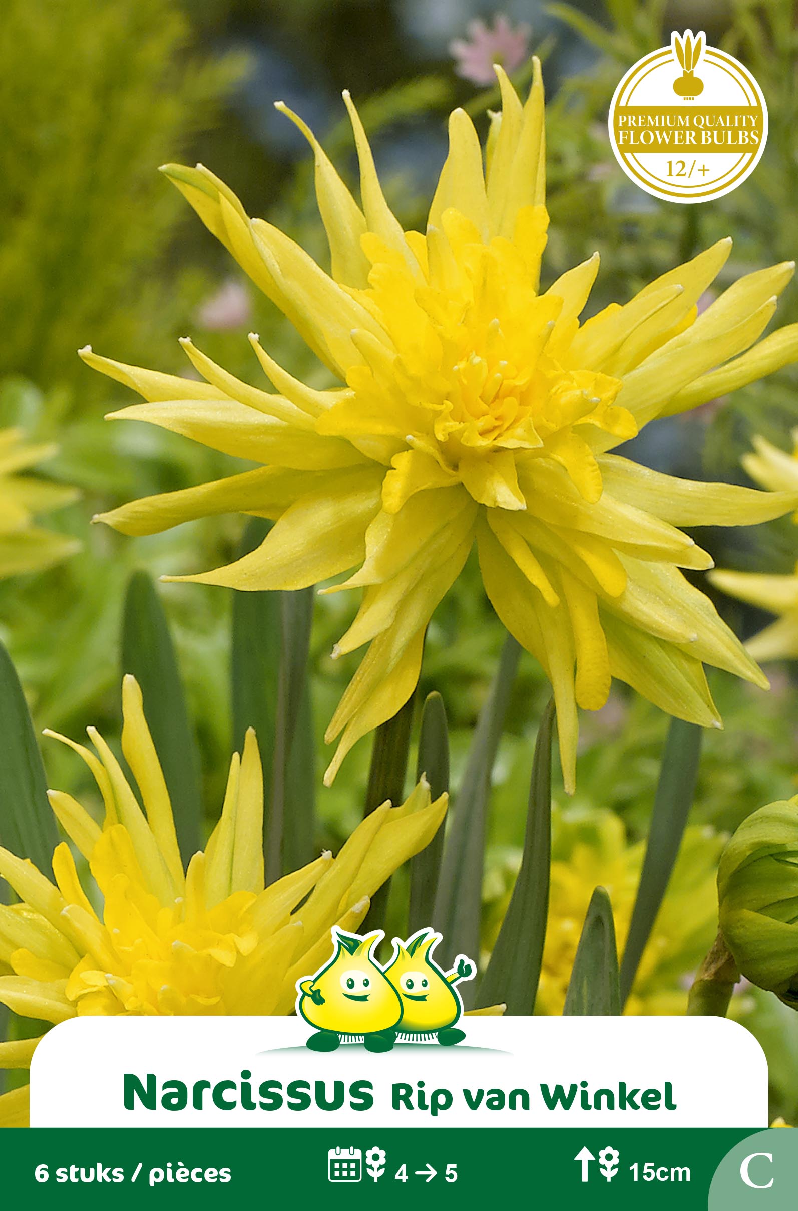 SACHET BOTANIQUE NARCIS  RIP VAN WINKEL C