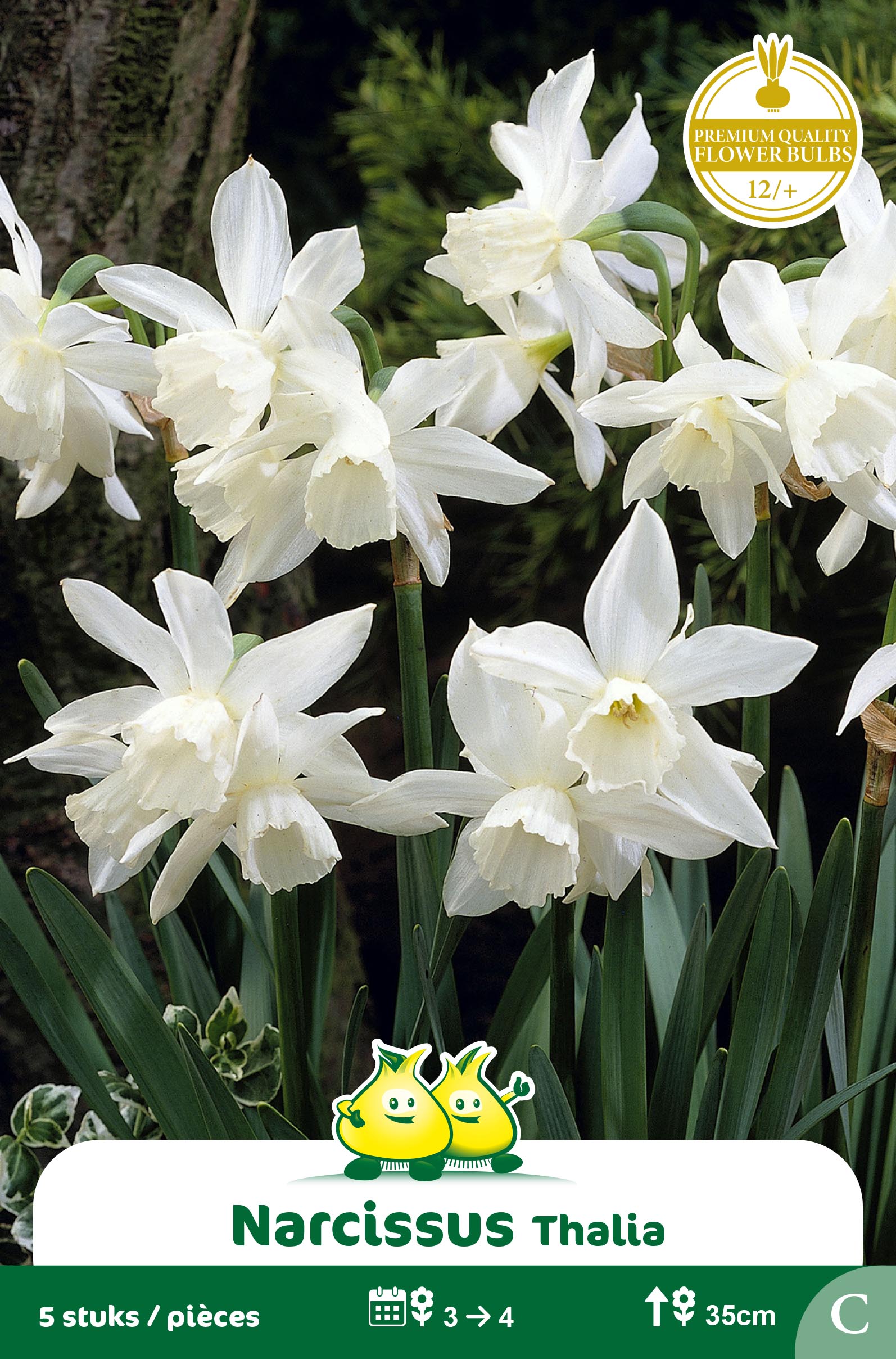 ZAKJES BOTANISCHE NARCISSEN THALIA C