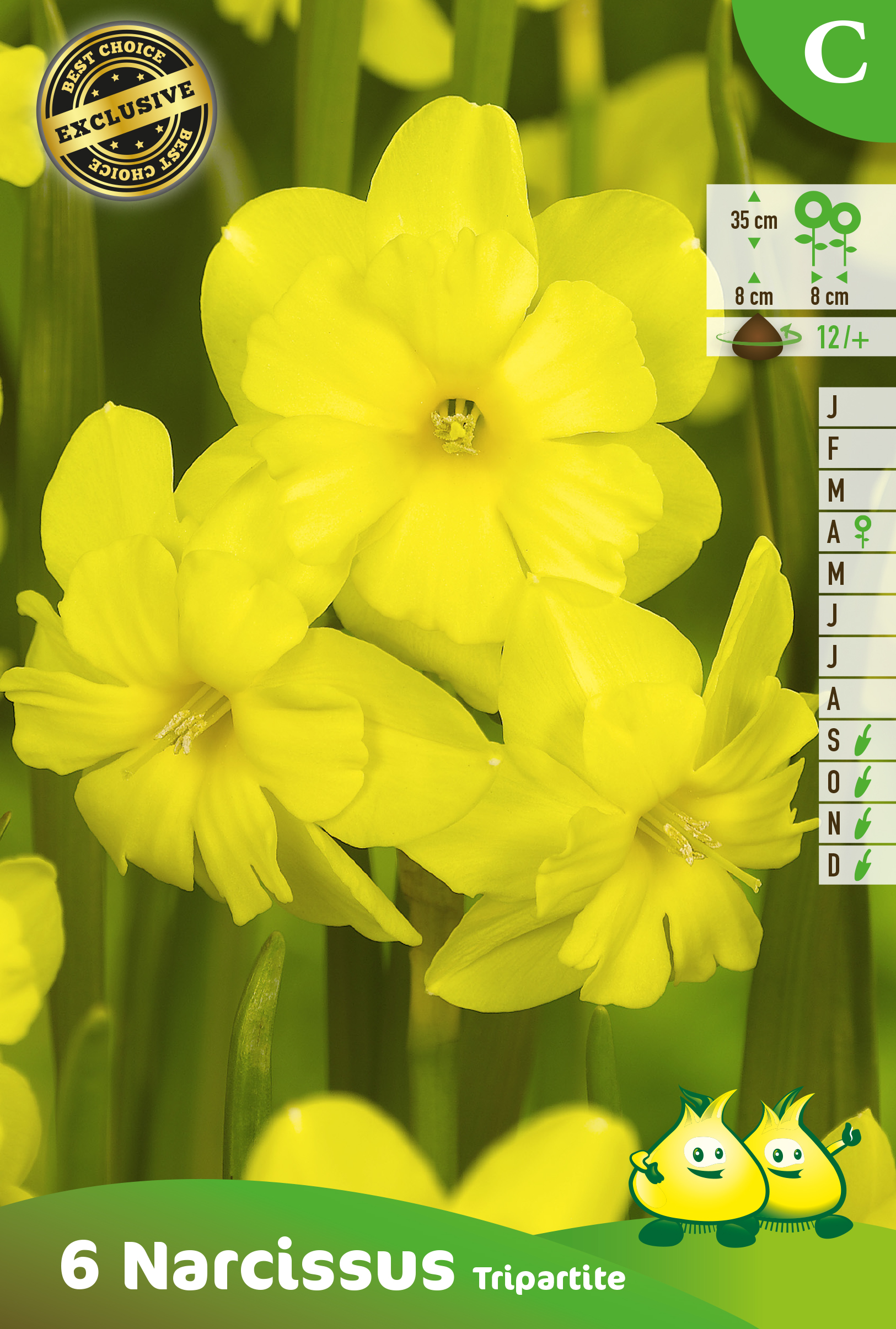 ZAKJES BOTANISCHE NARCISSEN TRIPARTITE C