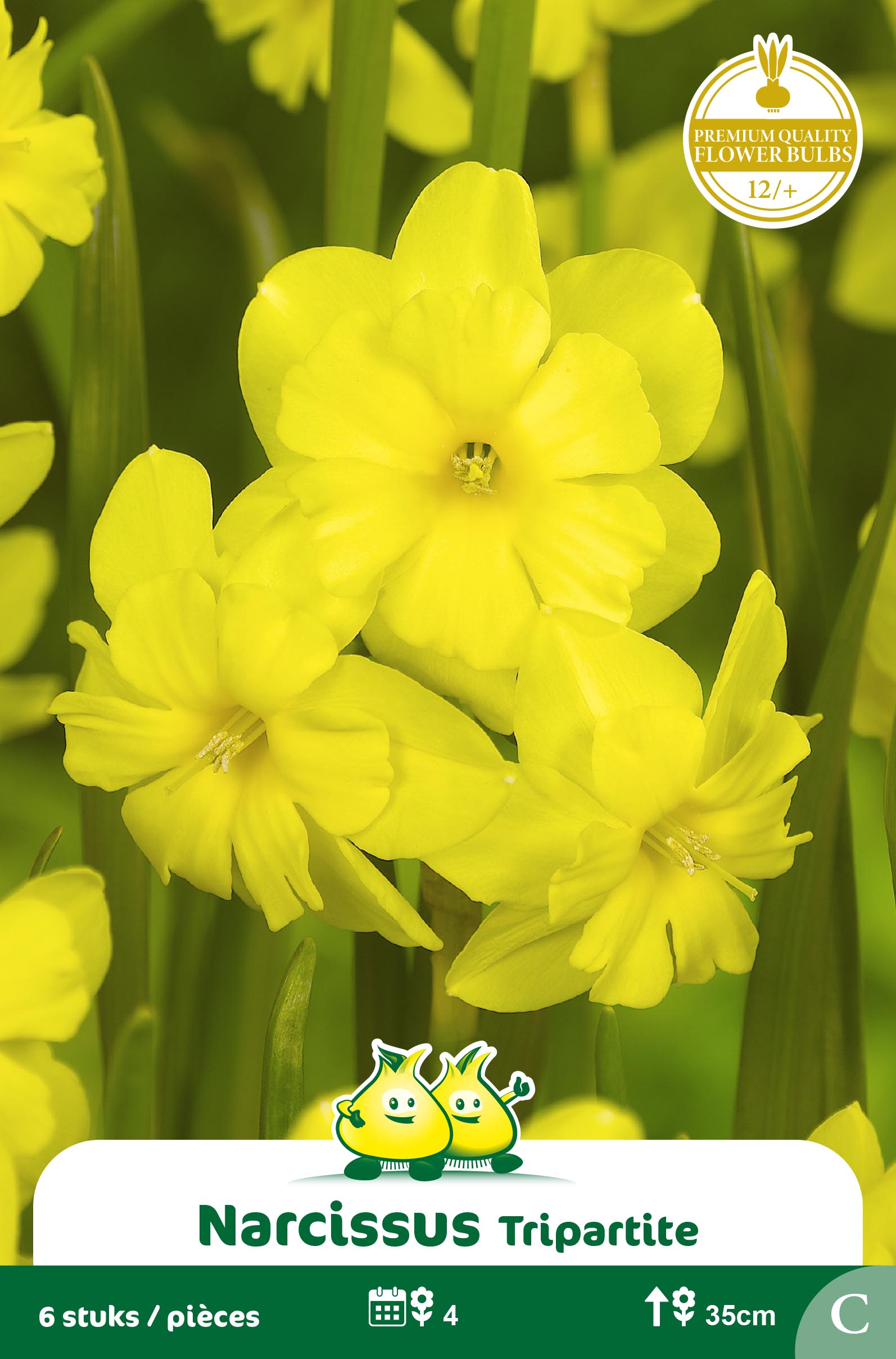 ZAKJES BOTANISCHE NARCISSEN TRIPARTITE C