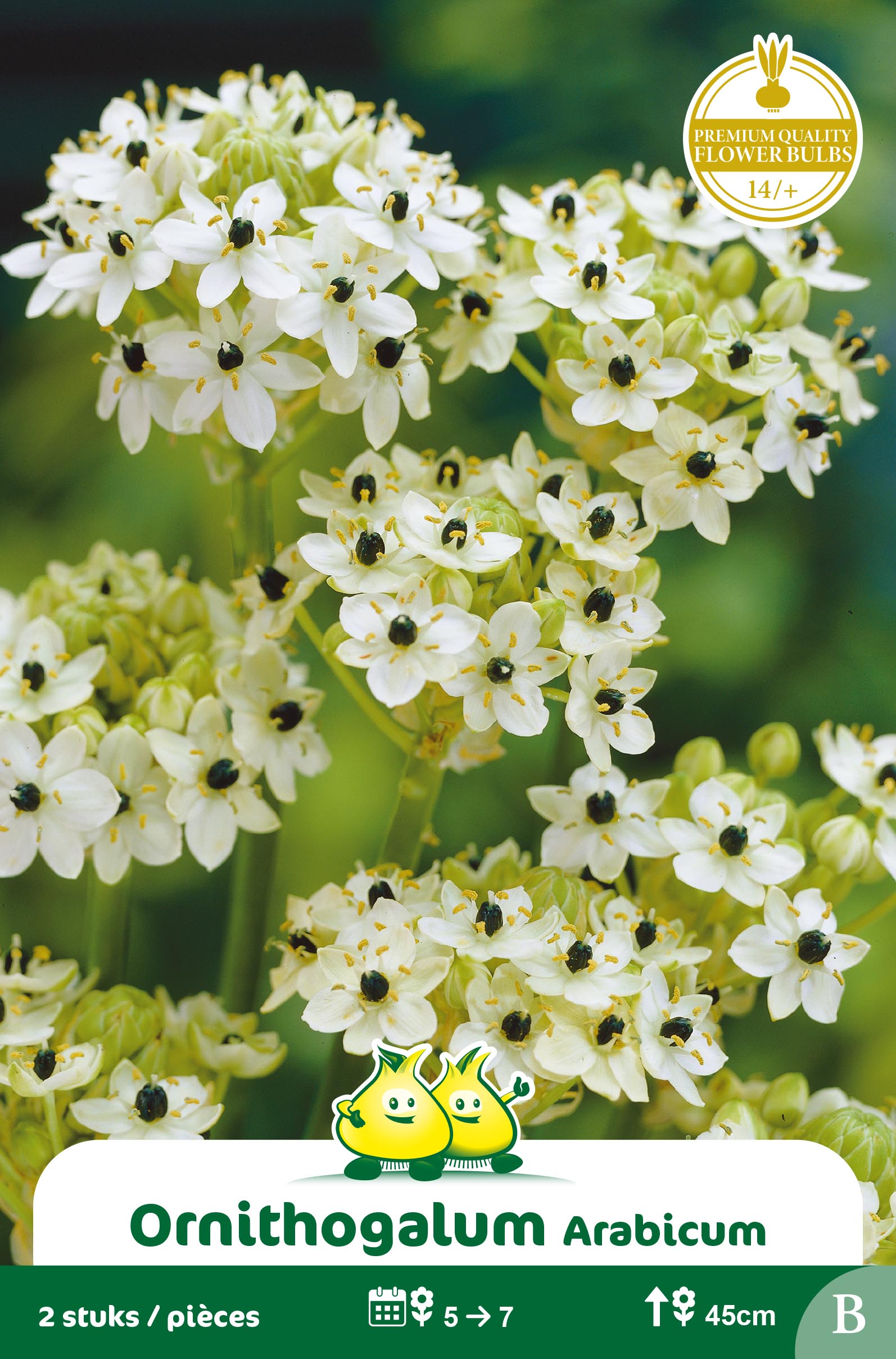 ZAKJES ORNITHOGALUM ARABICUM B