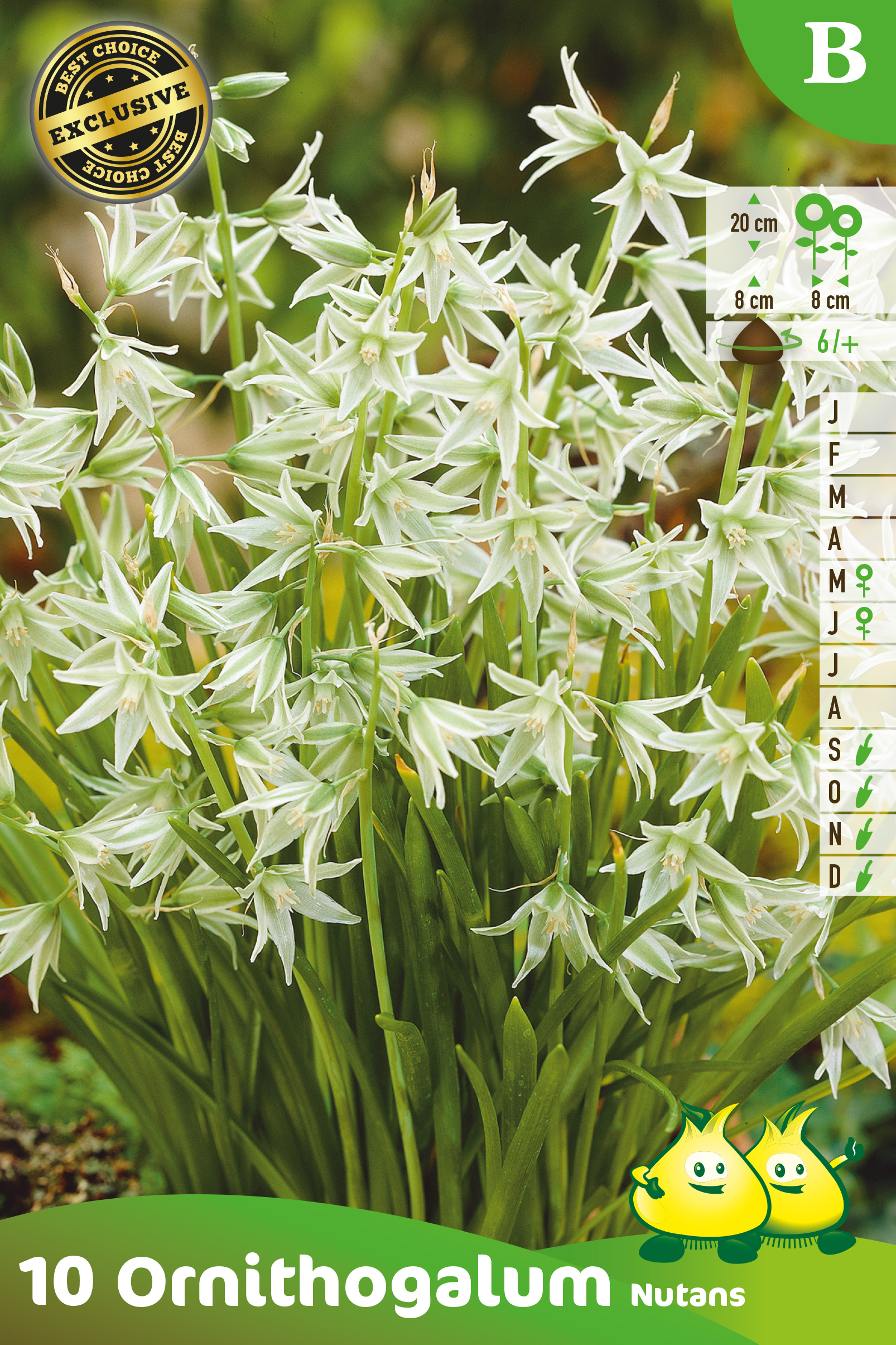 SACHET ORNITHOGALUM NUTANS B