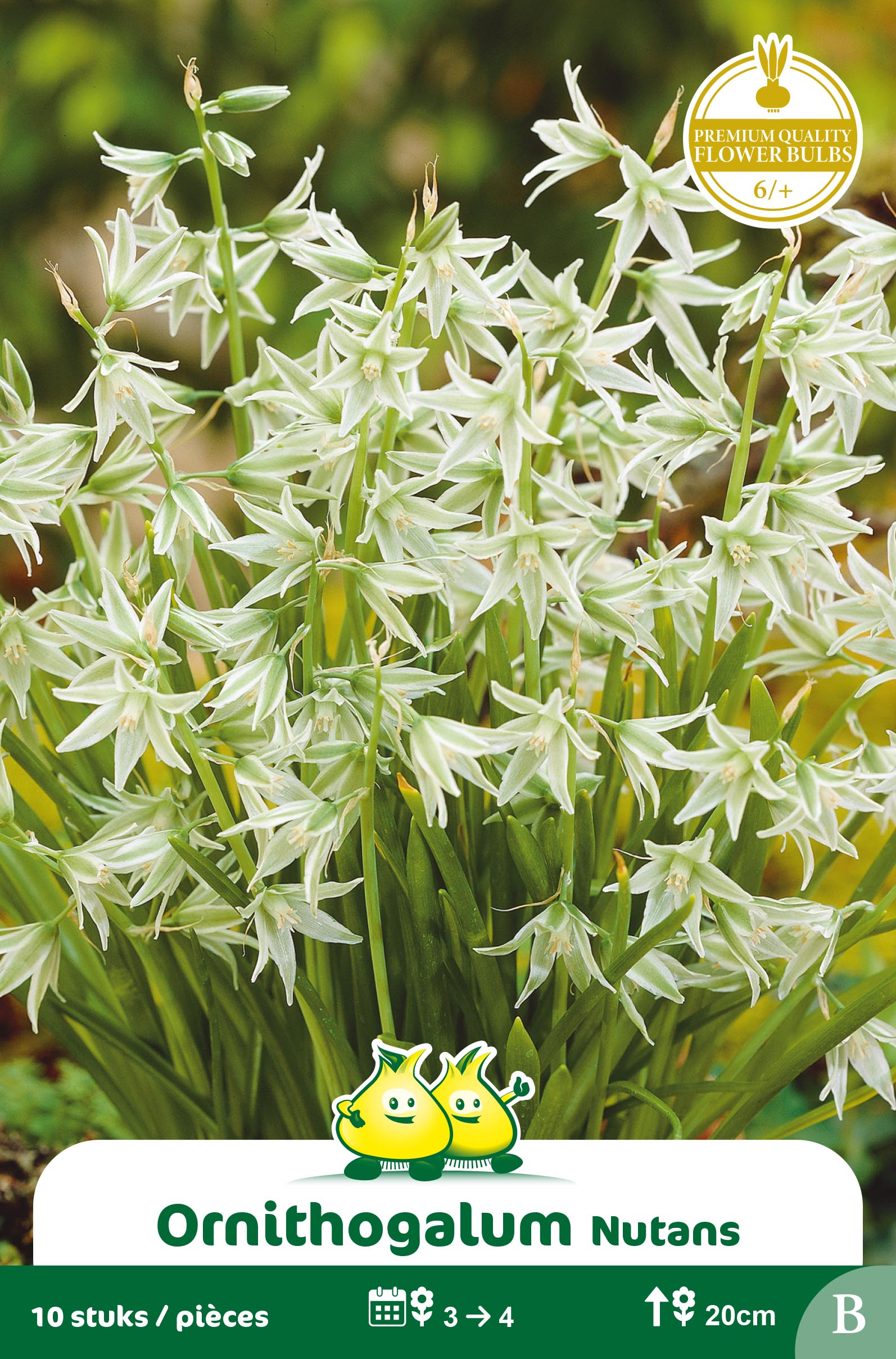 SACHET ORNITHOGALUM NUTANS B