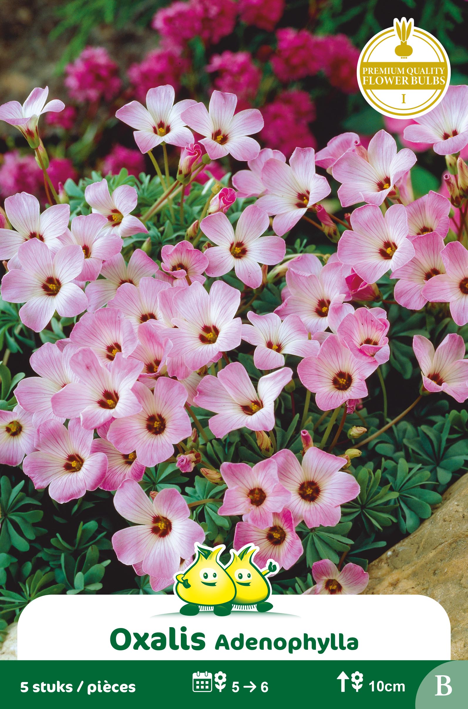 ZAKJES OXALIS ADENOPHYLLA B